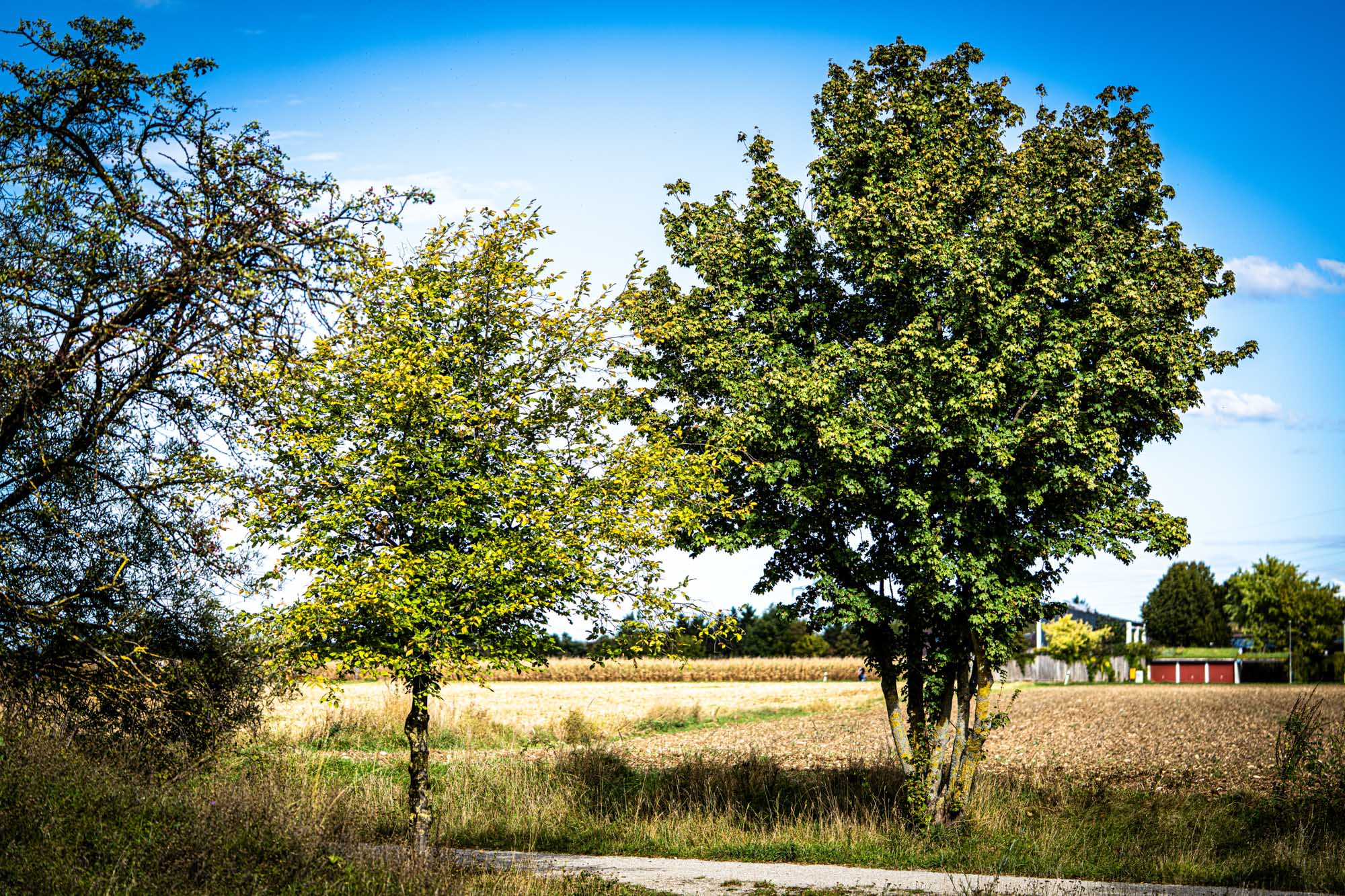 Two green trees in a sunlit rural landscape with a blue sky background and distant red barn.