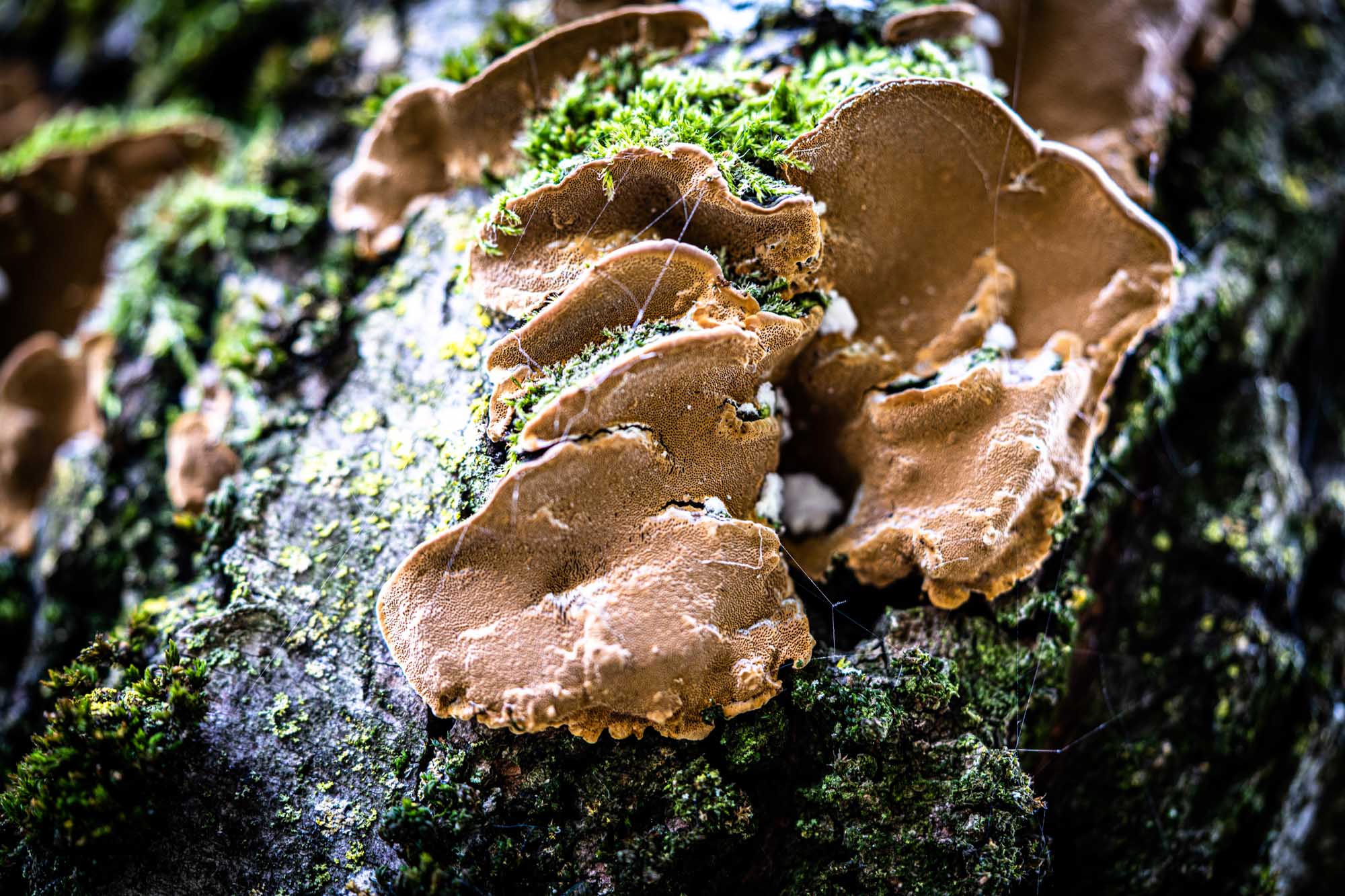 Close-up of brown mushrooms growing on a moss-covered tree trunk.