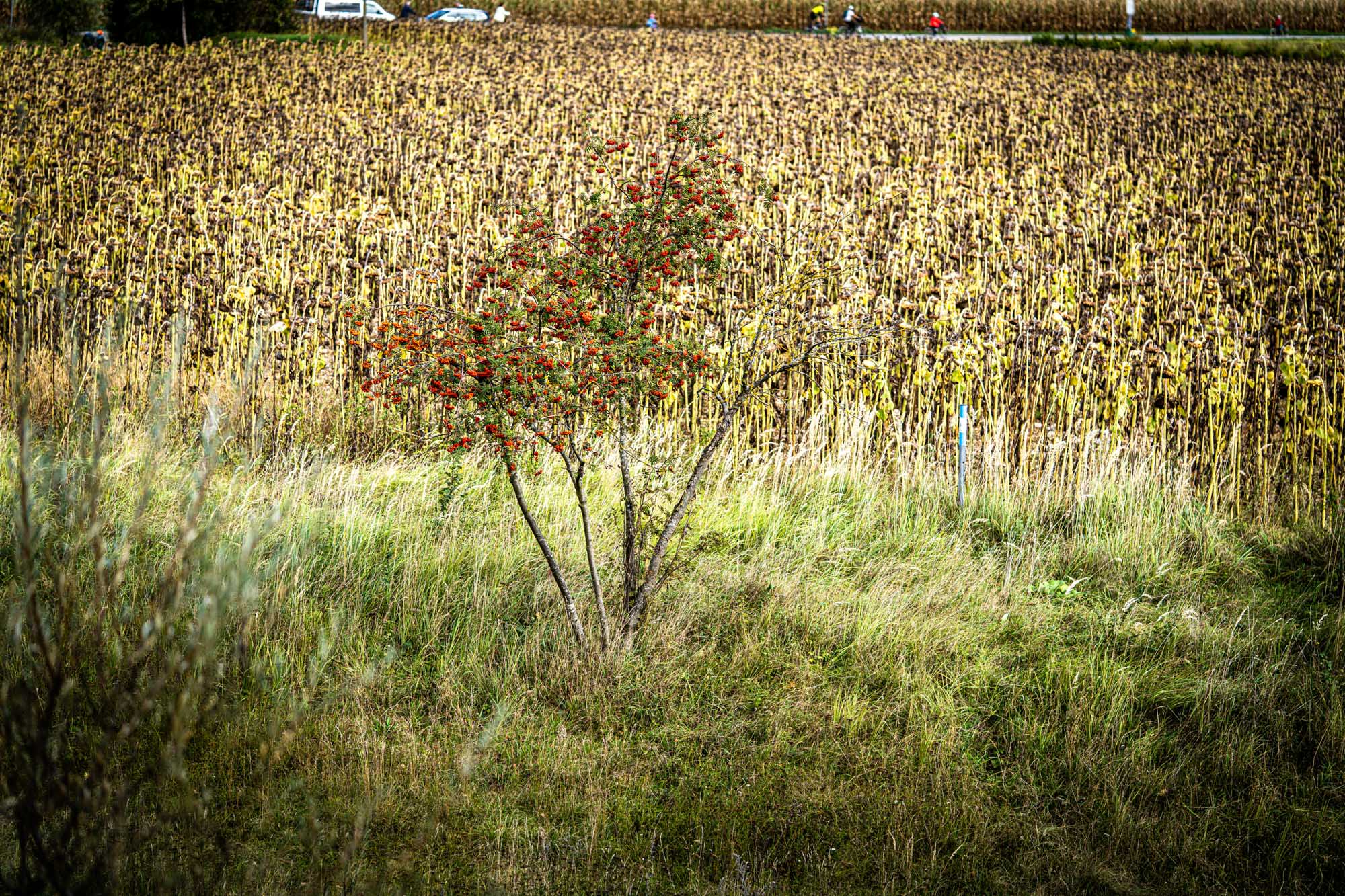 Red-berried tree in grassy field with background of dried sunflower plants.