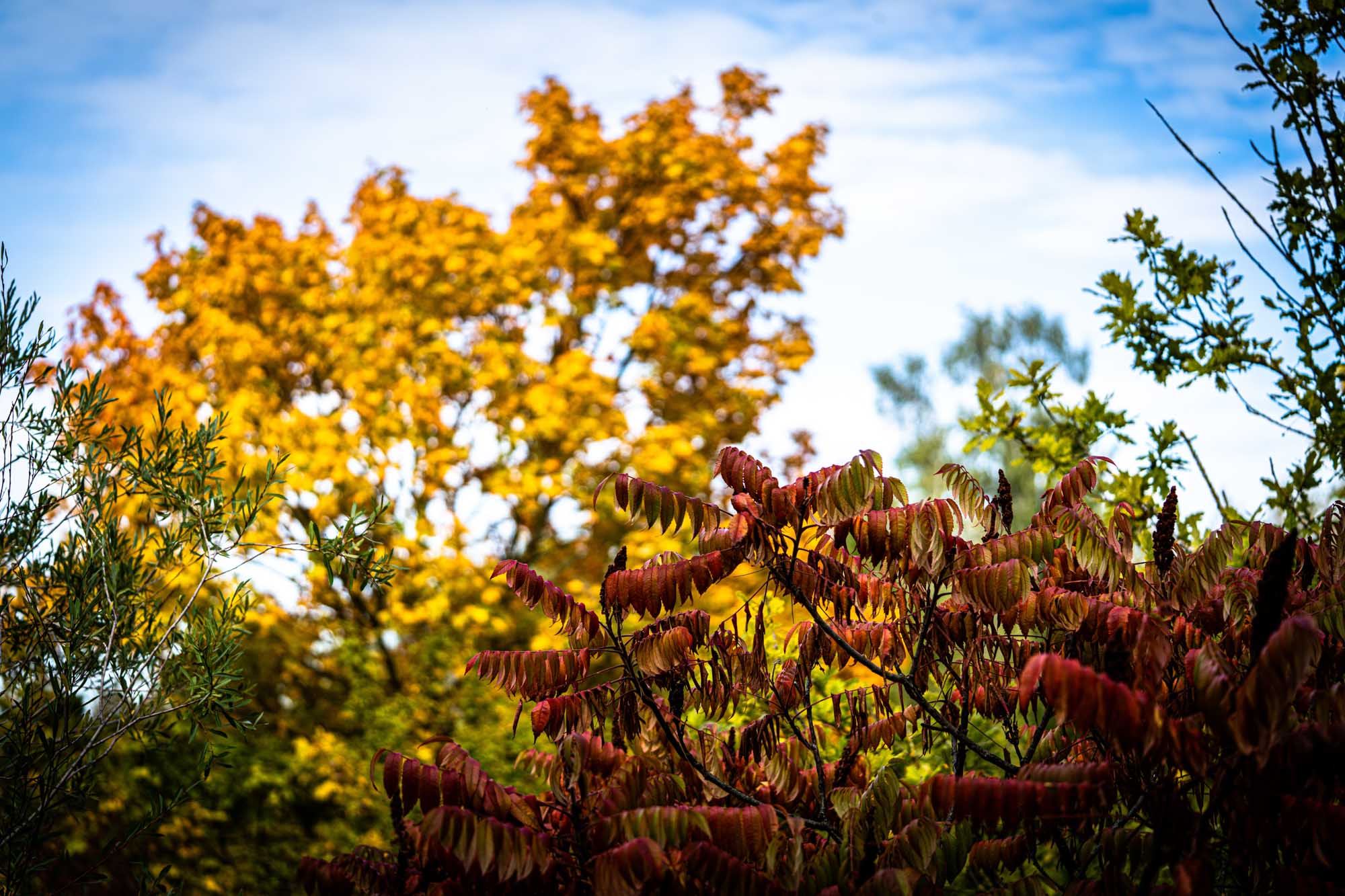 Allach Kiesberg – Autumn Colors in Detail
