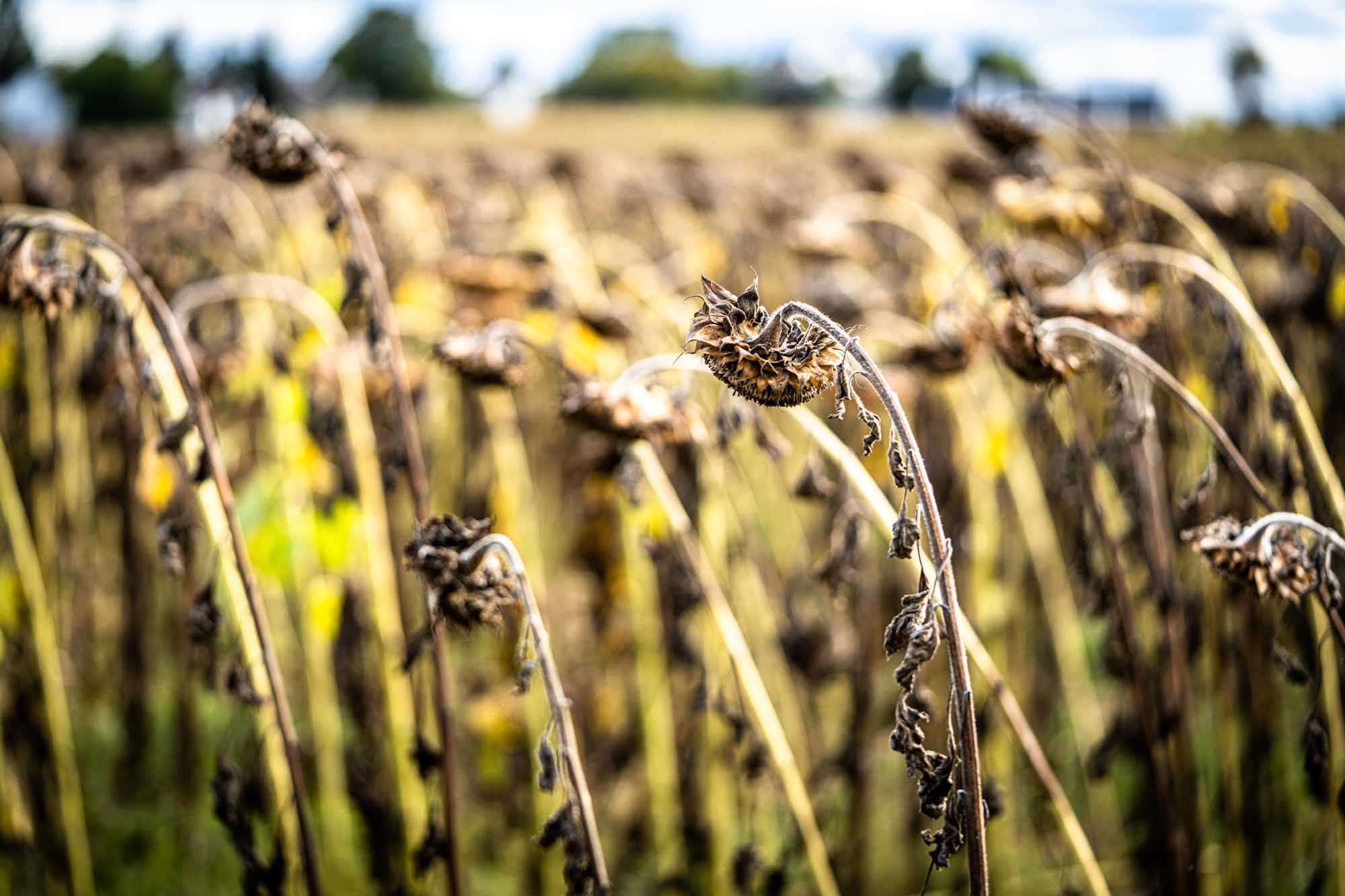 Withered sunflowers in a dry field under a cloudy sky, foreground in sharp focus, background blurred.