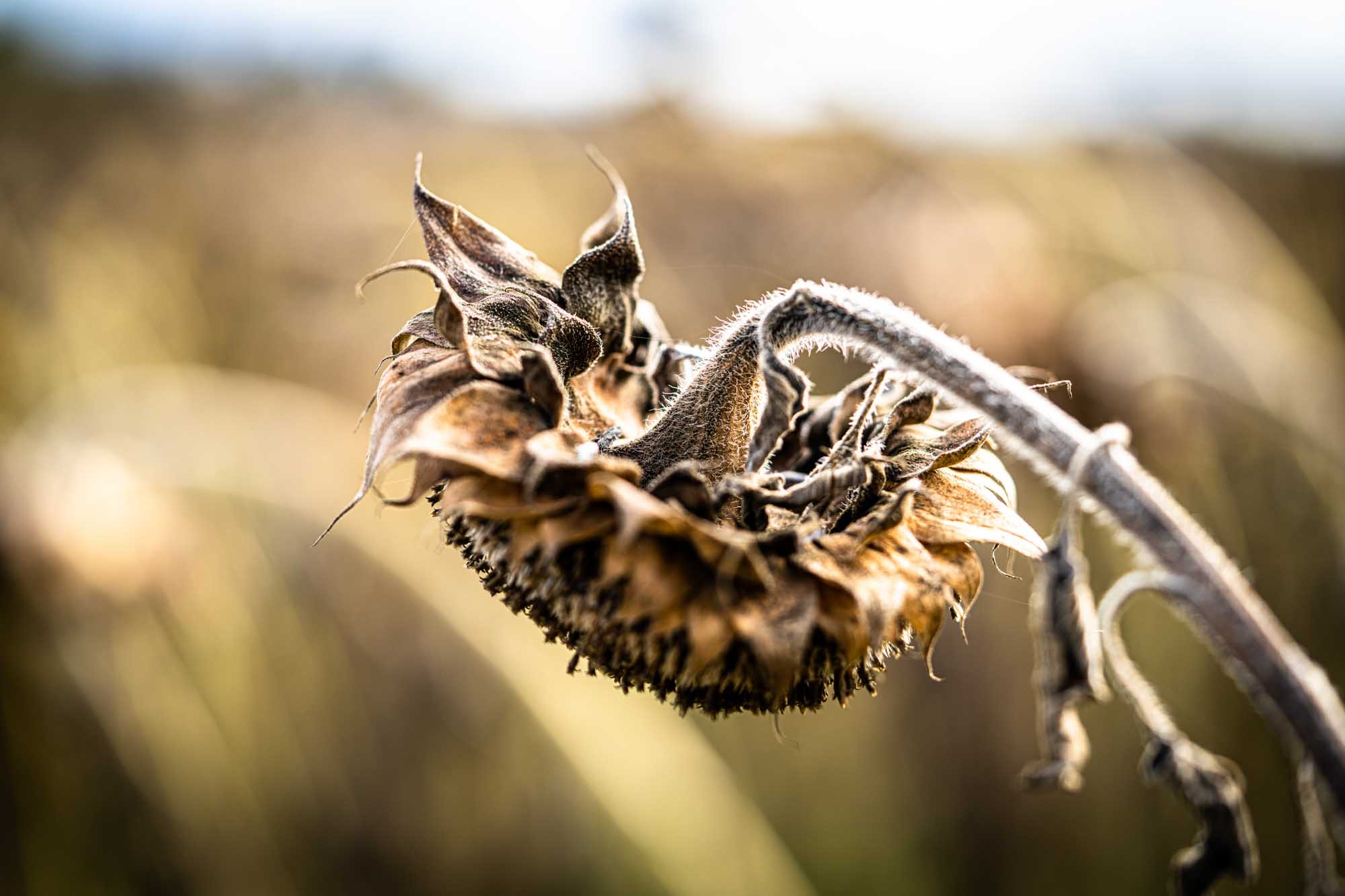 Close-up of a withered sunflower head against a blurred natural background.