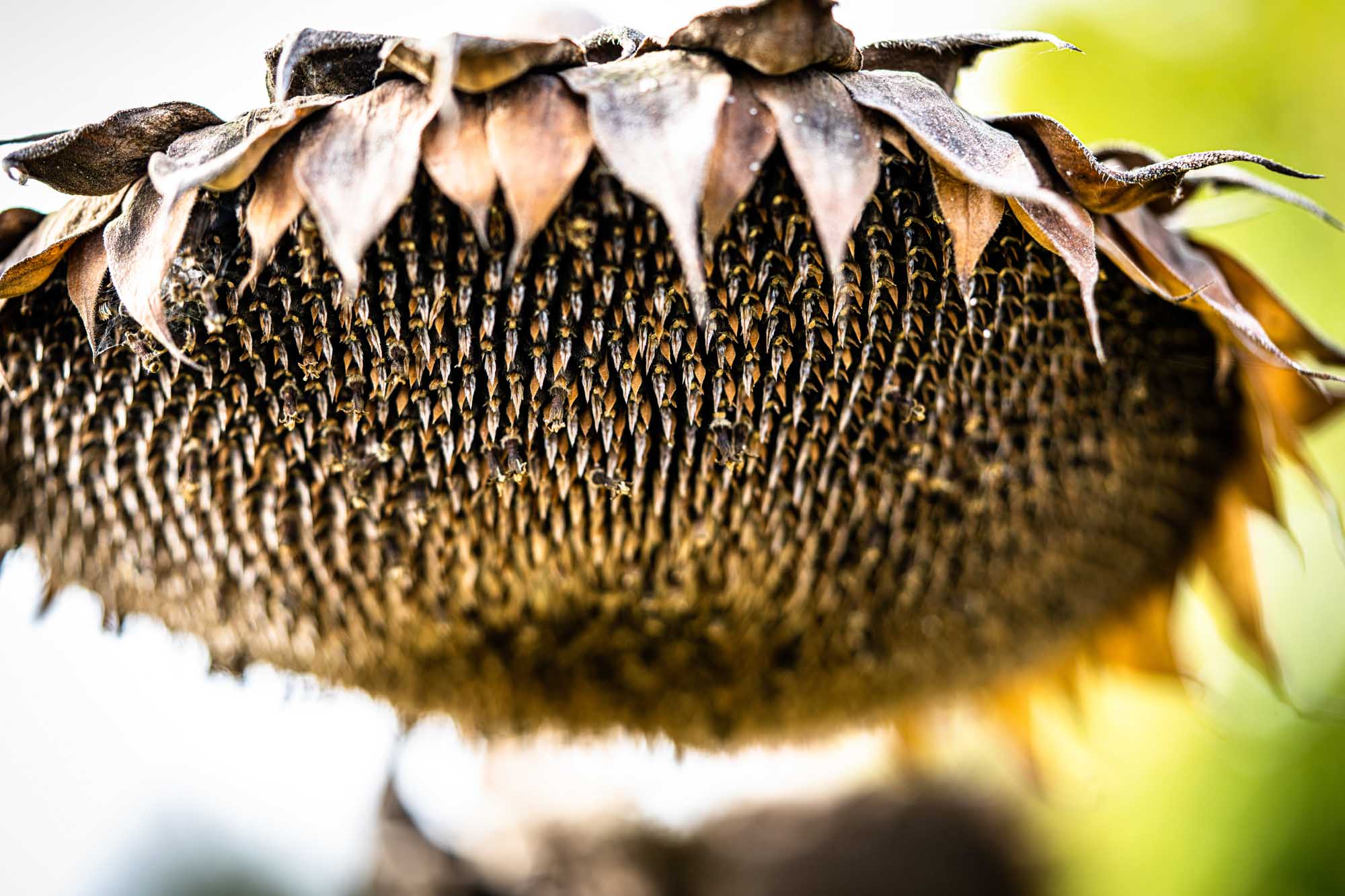 Close-up of a ripe sunflower head with visible seeds and wilted petals against a blurred green background.