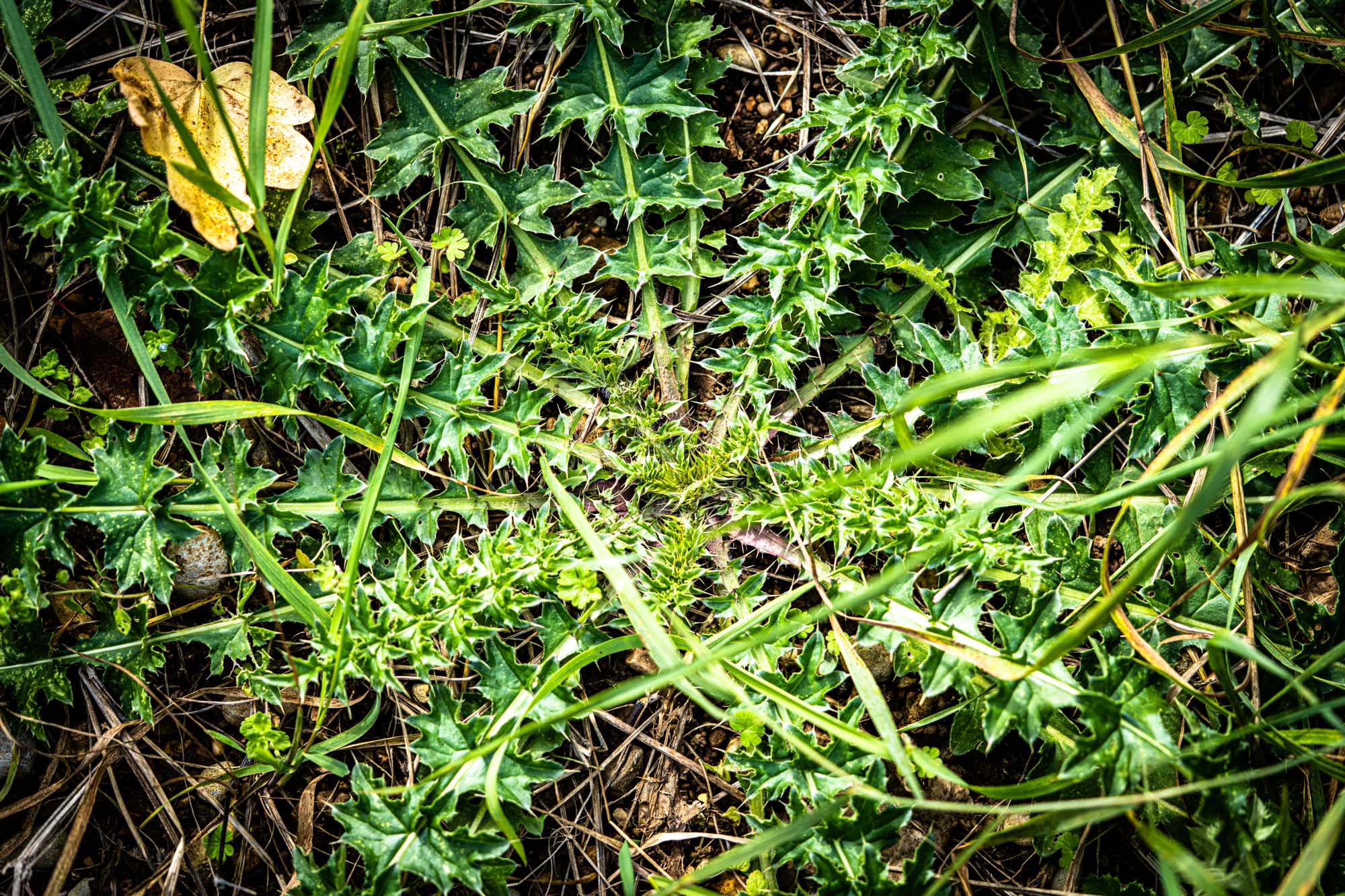 Close-up of vibrant green spiky plant with pointed leaves, surrounded by grass and a yellow autumn leaf.