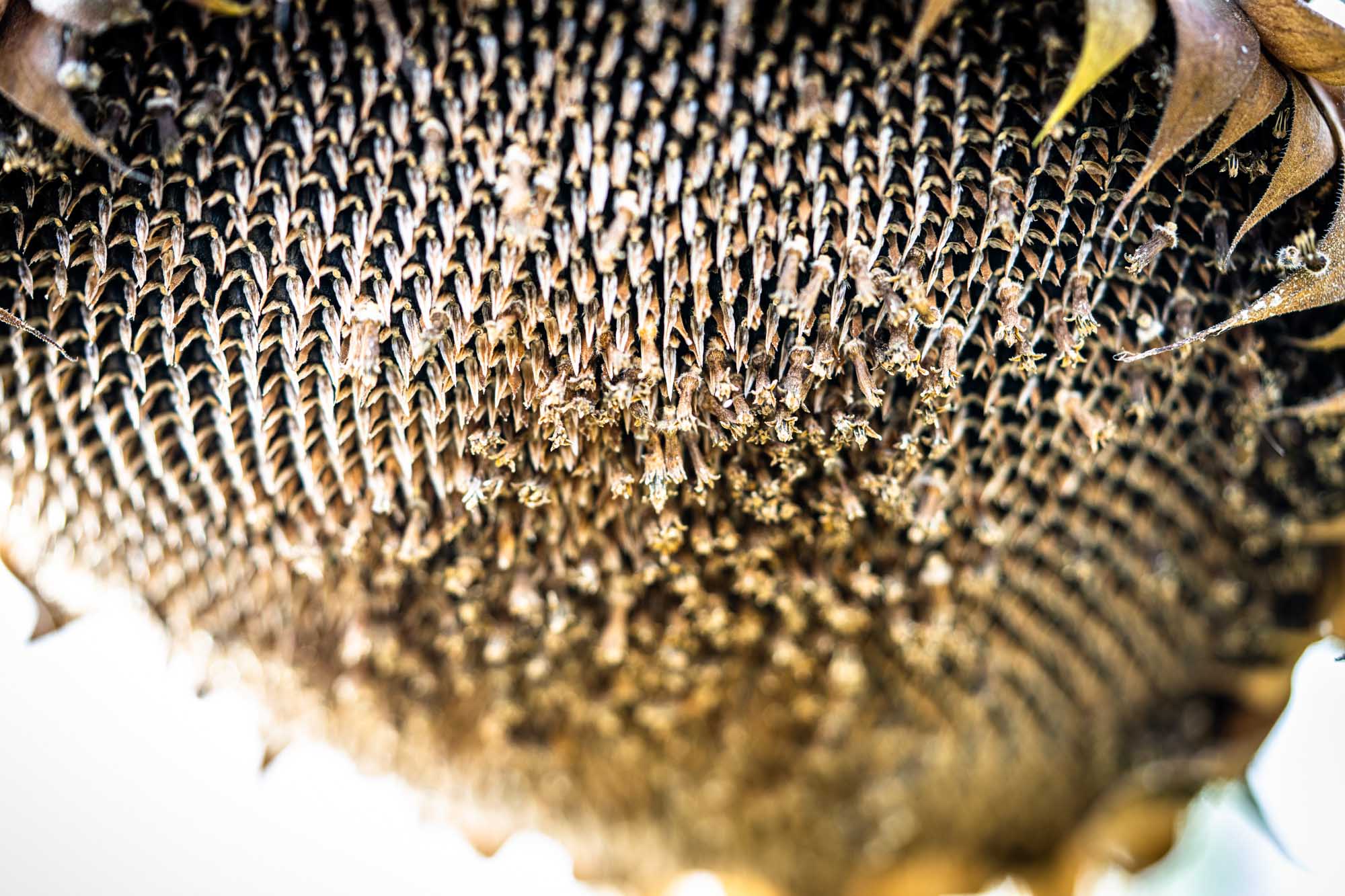 Close-up of dried sunflower seeds on a sunflower head with wilted petals, highlighting detailed texture and pattern.