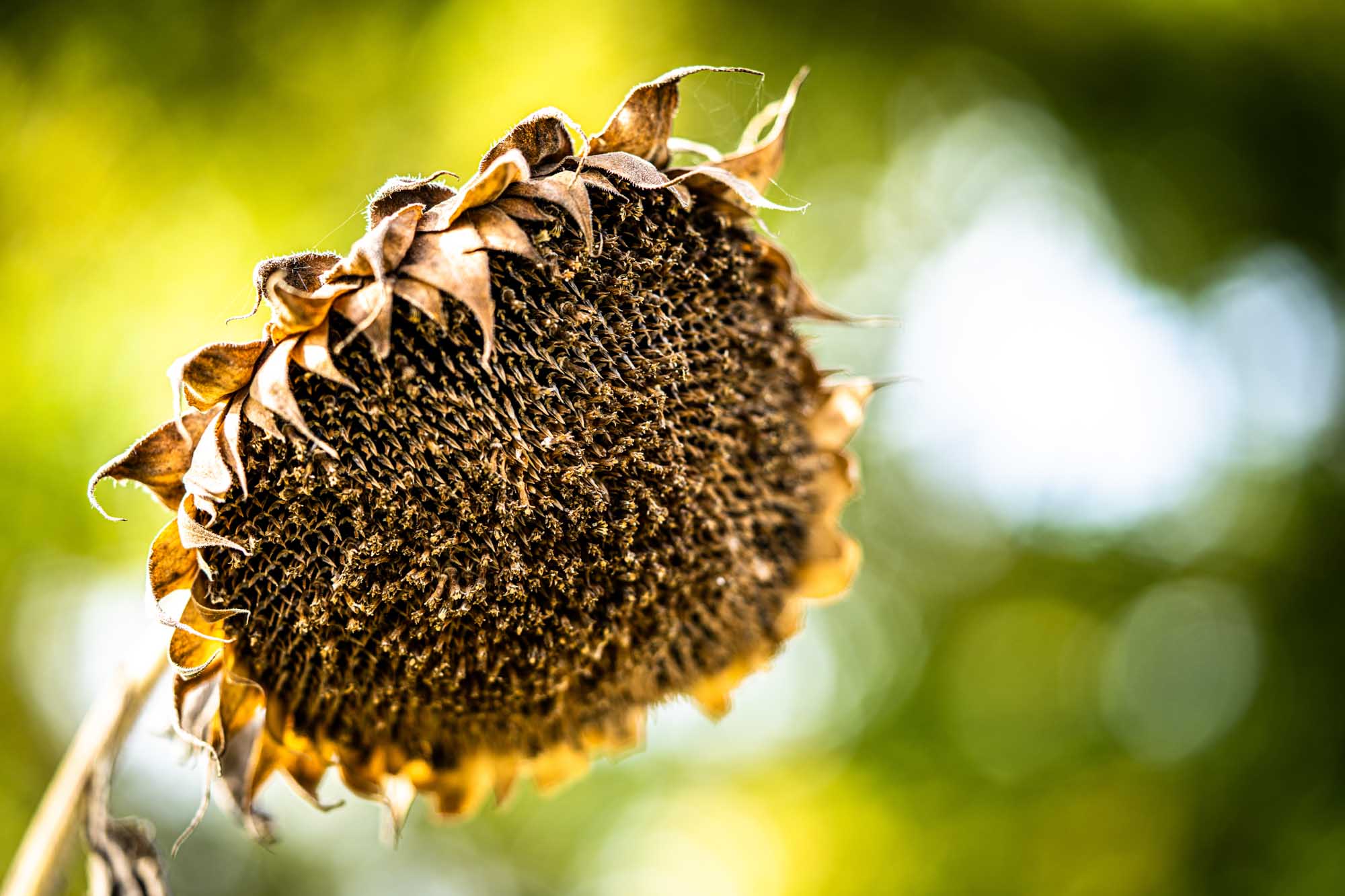 Close-up of a dry sunflower head against a blurred green background in sunlight.