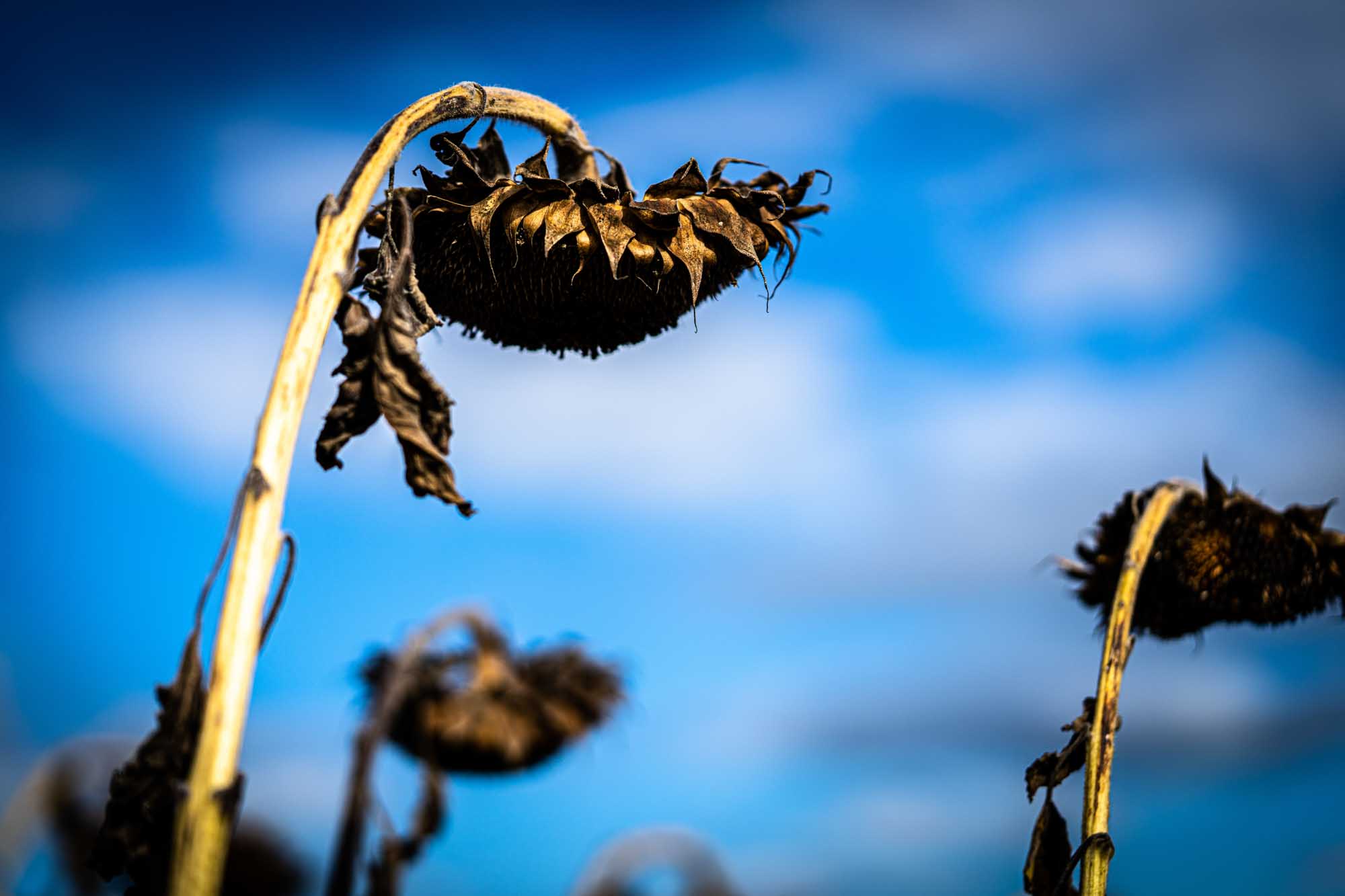 Dried sunflowers bending under a vibrant blue sky with clouds.