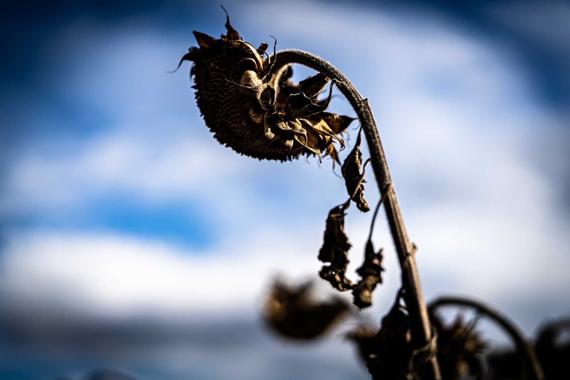 Dried sunflower against a cloudy blue sky, symbolizing the changing seasons and the passage of time.