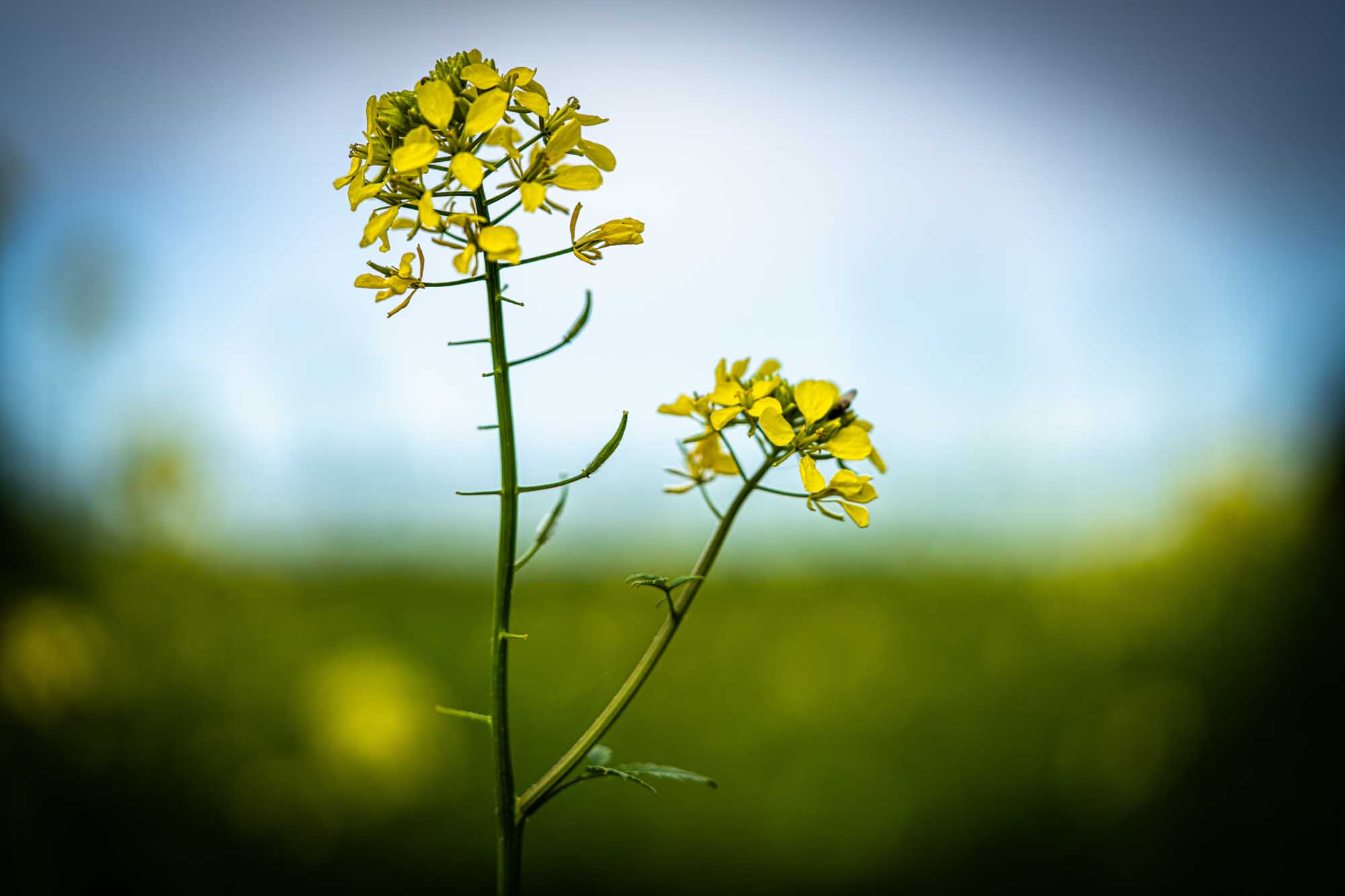 Yellow mustard flowers in focus against a blurred green and blue background in a field setting.