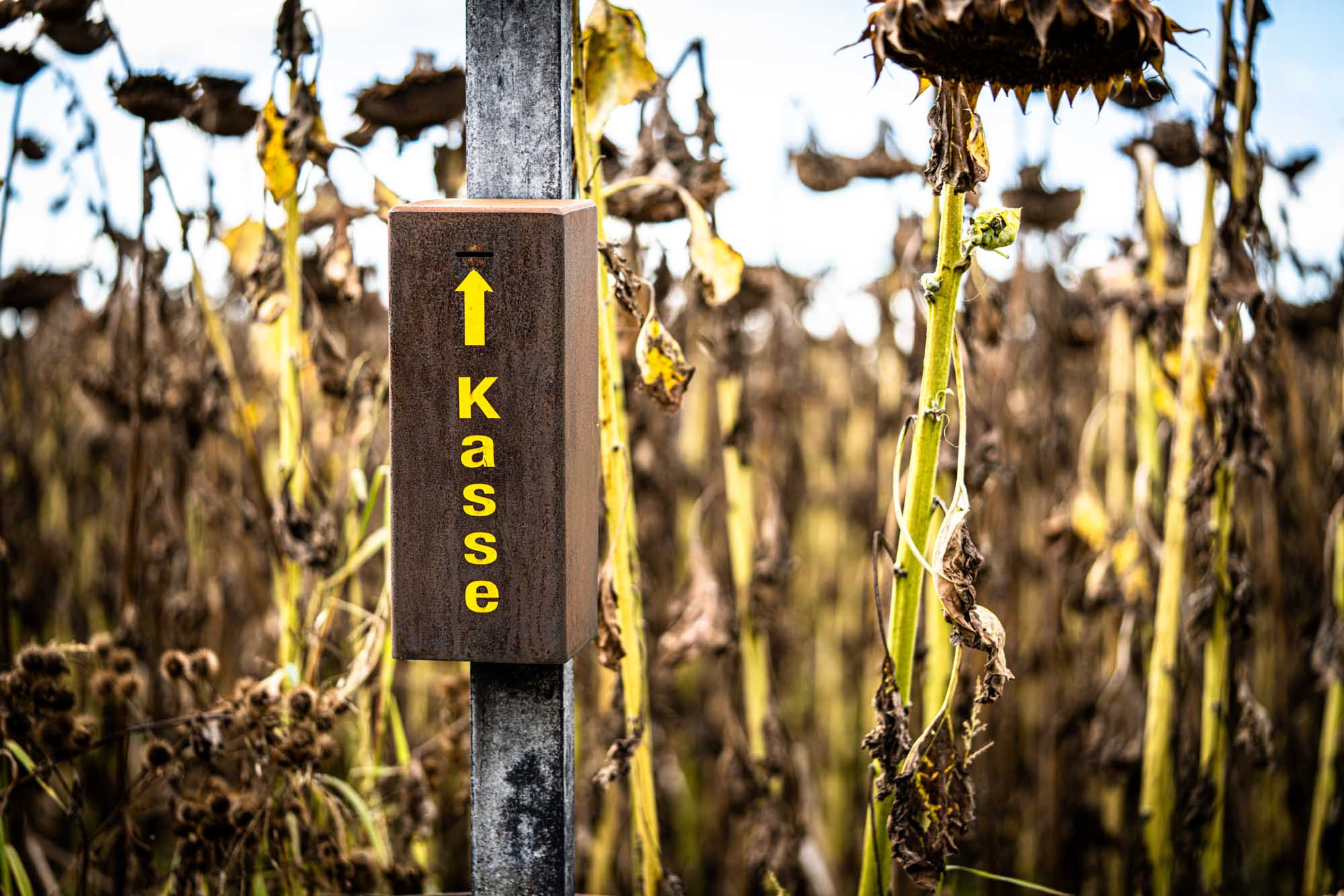 Signpost with Kasse and arrow in a dried sunflower field under a clear sky.