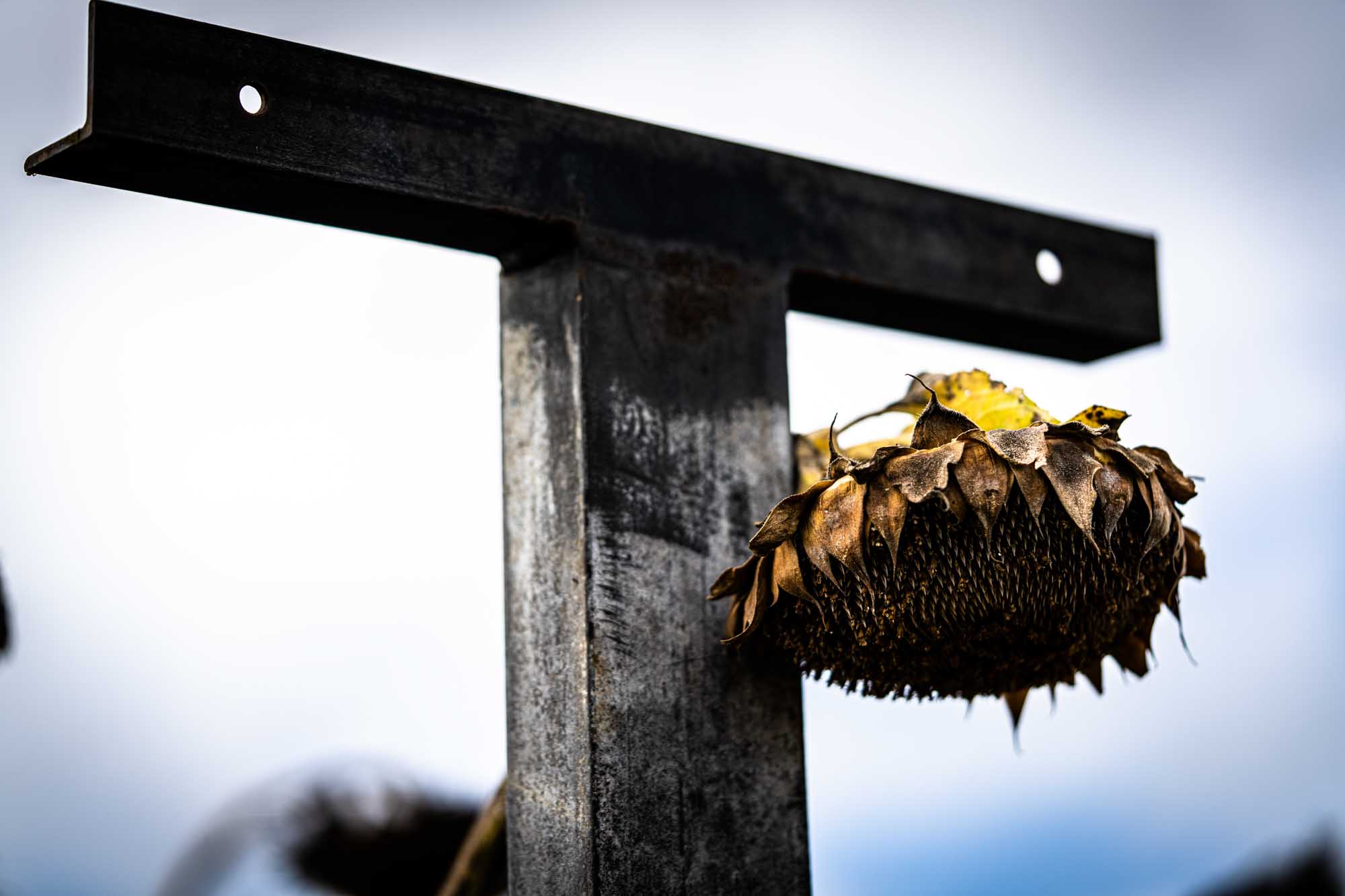 Close-up of a withered sunflower hanging on a metal frame, set against a cloudy sky.
