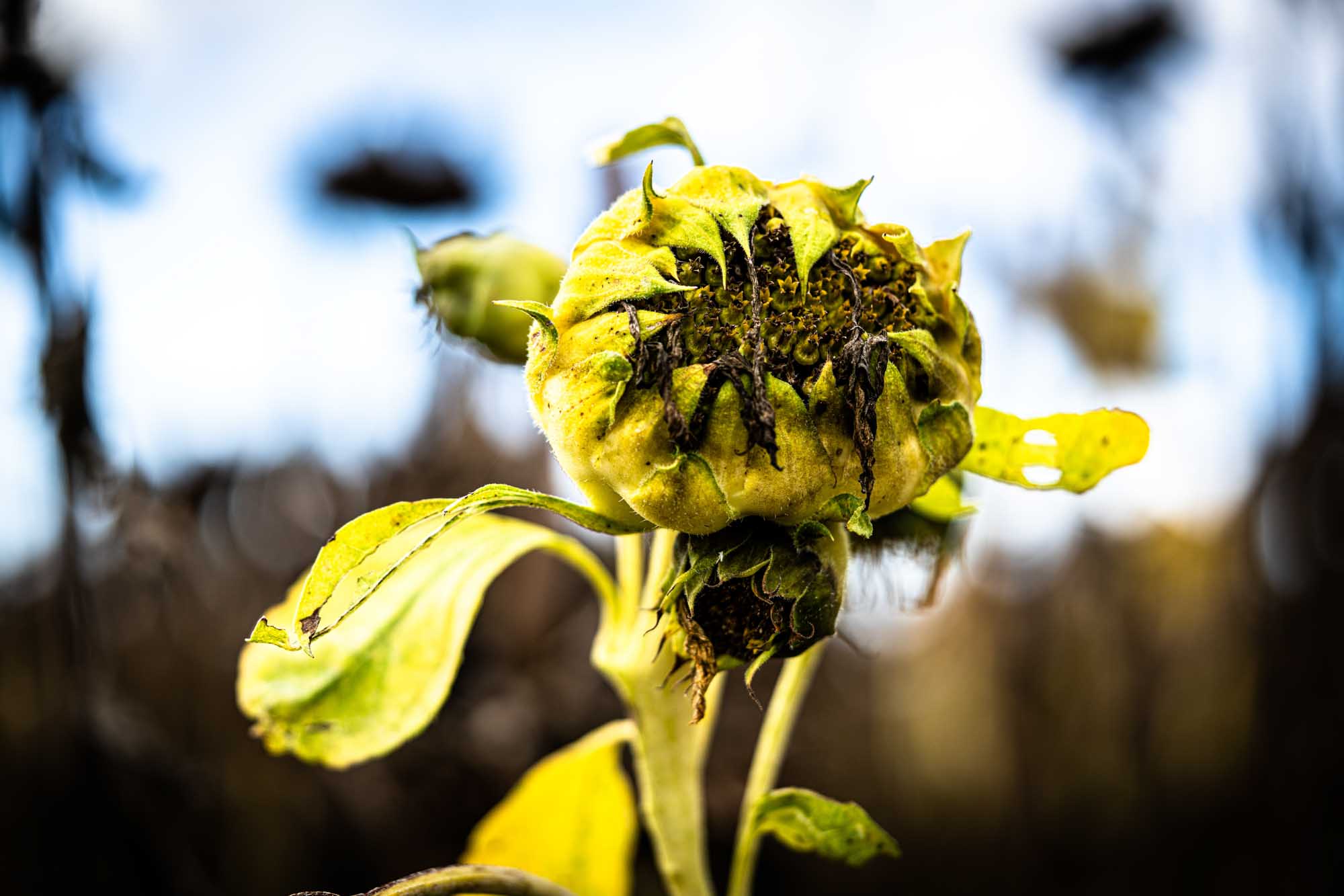 Close-up of withering sunflower head with wilted leaves and darkened seeds against a blurred sky and field background.