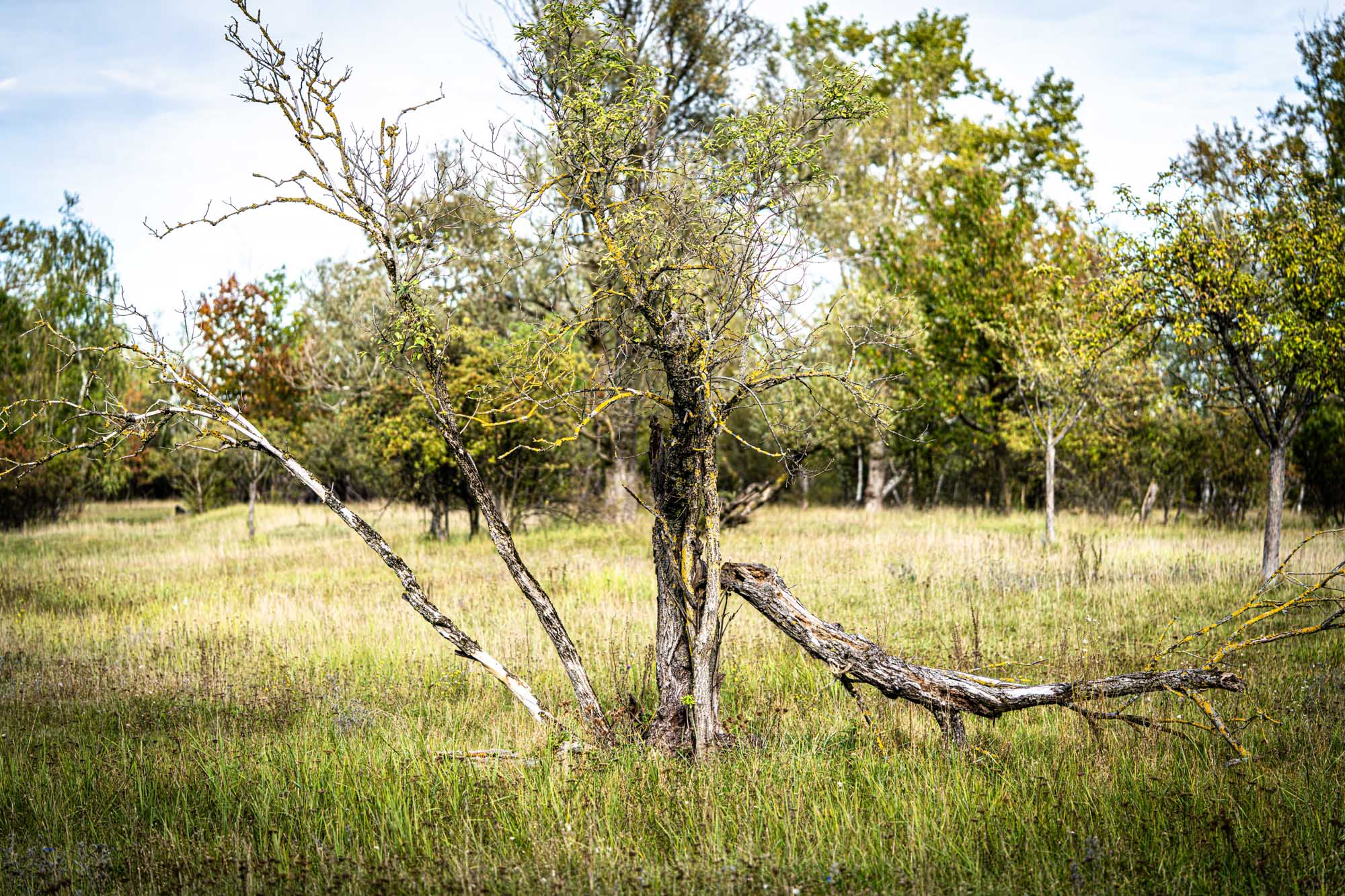 Bare branched tree with moss in grassy meadow, surrounded by lush trees under a clear sky.