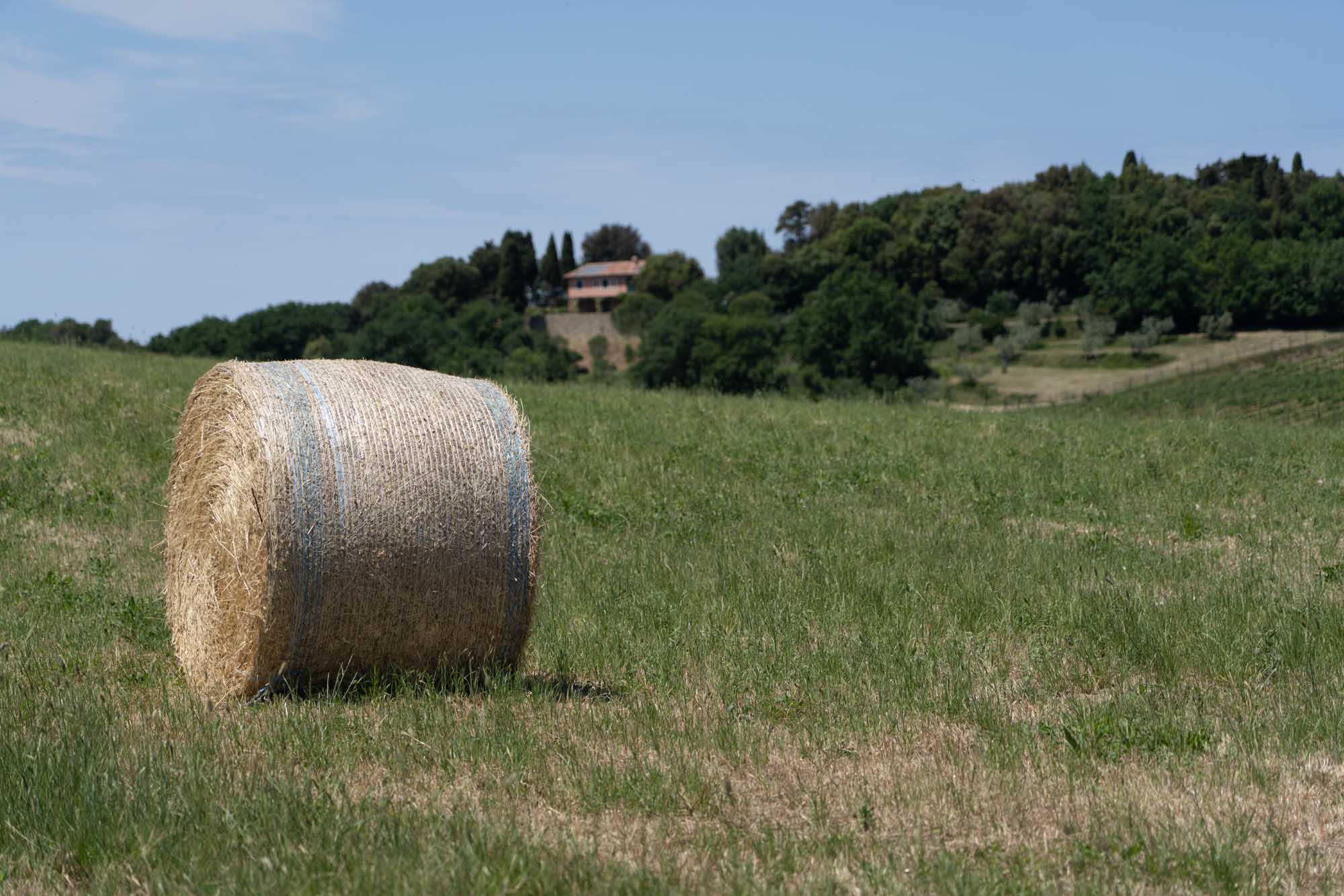 Hay bale on a grassy field with a house and trees in the background under a clear blue sky.