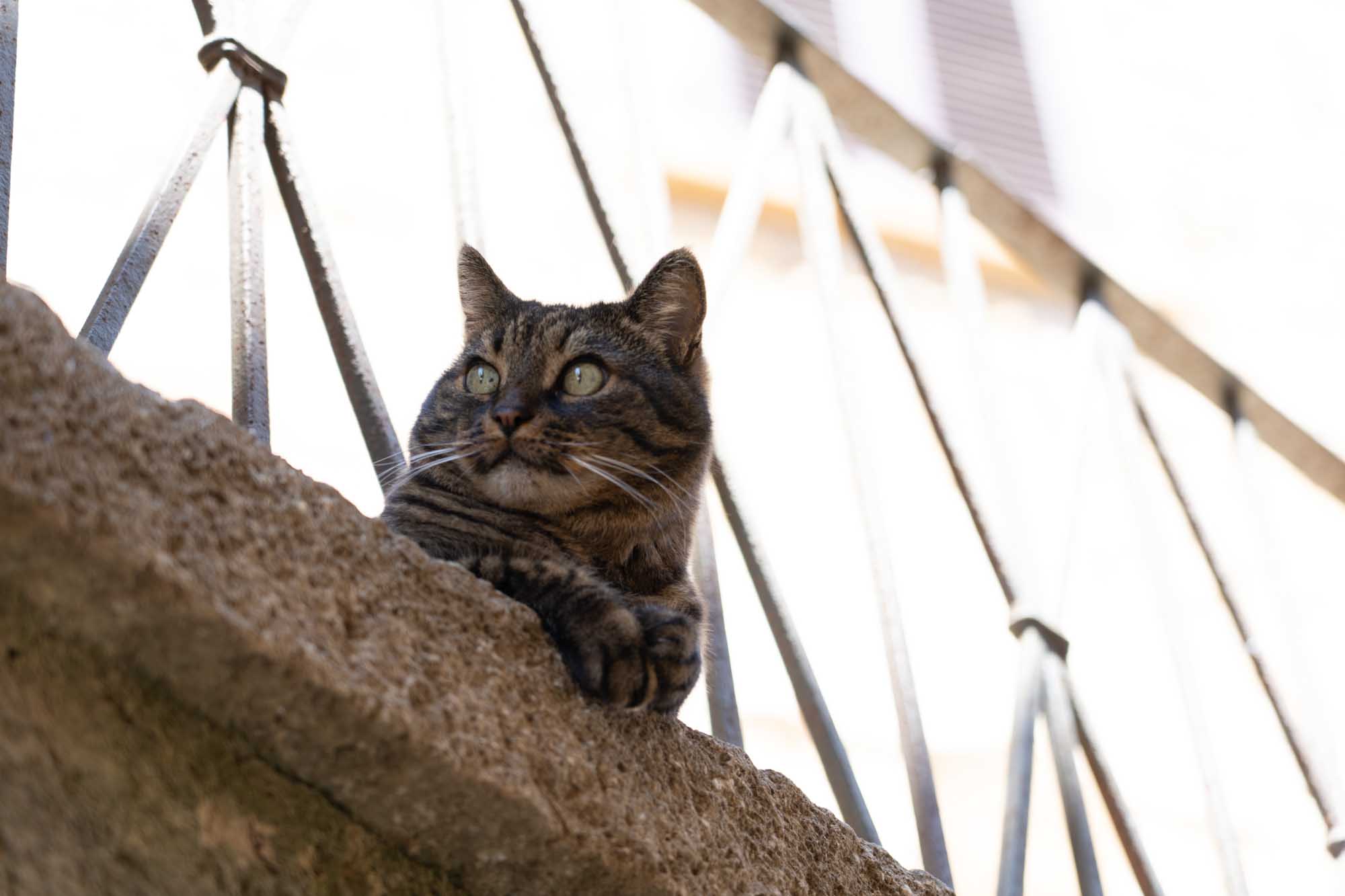 Tabby cat lounging on a stone ledge by a metal railing, peering curiously.