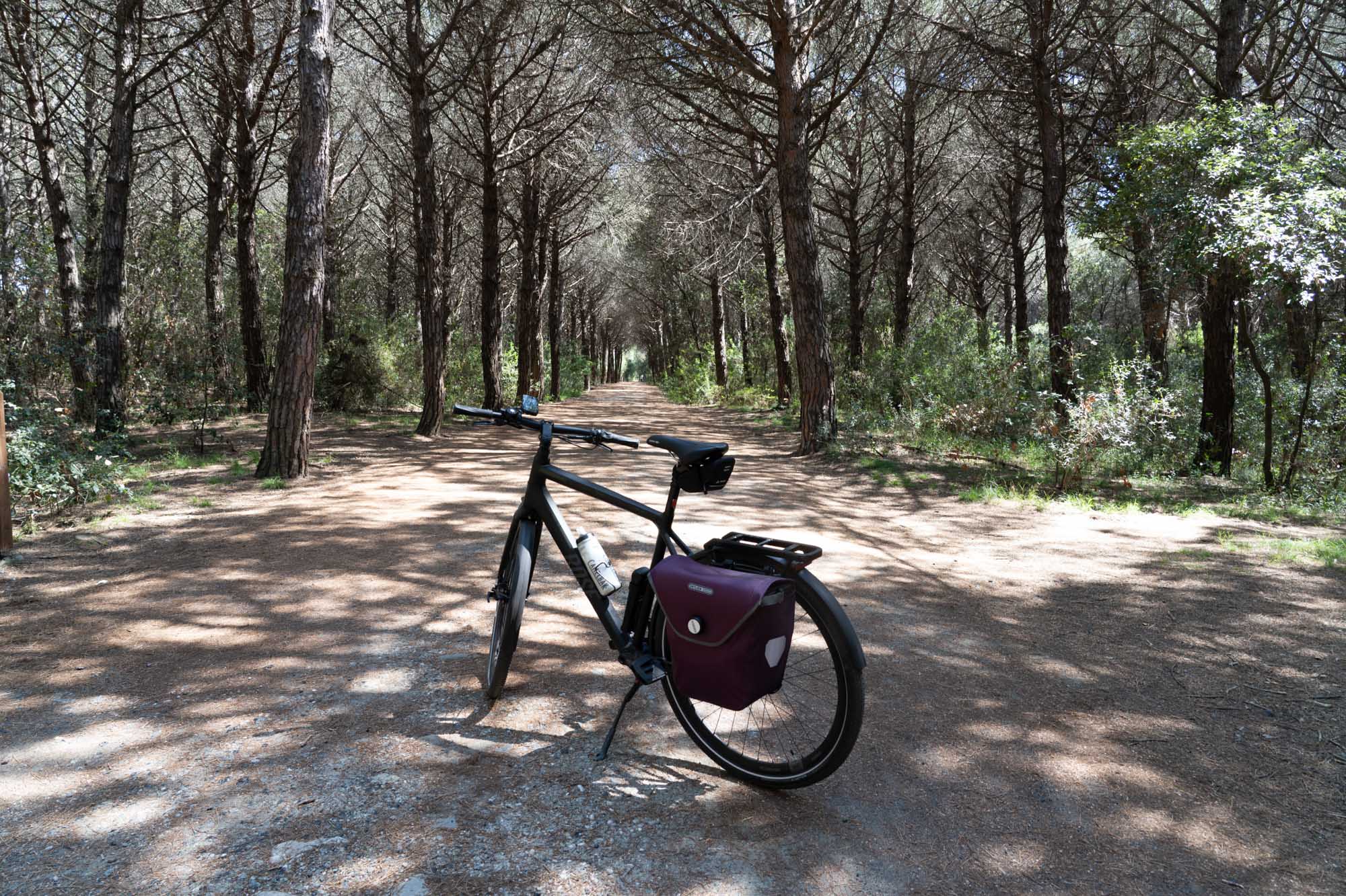Bicycle with pannier on a sunlit forest path, surrounded by tall trees.