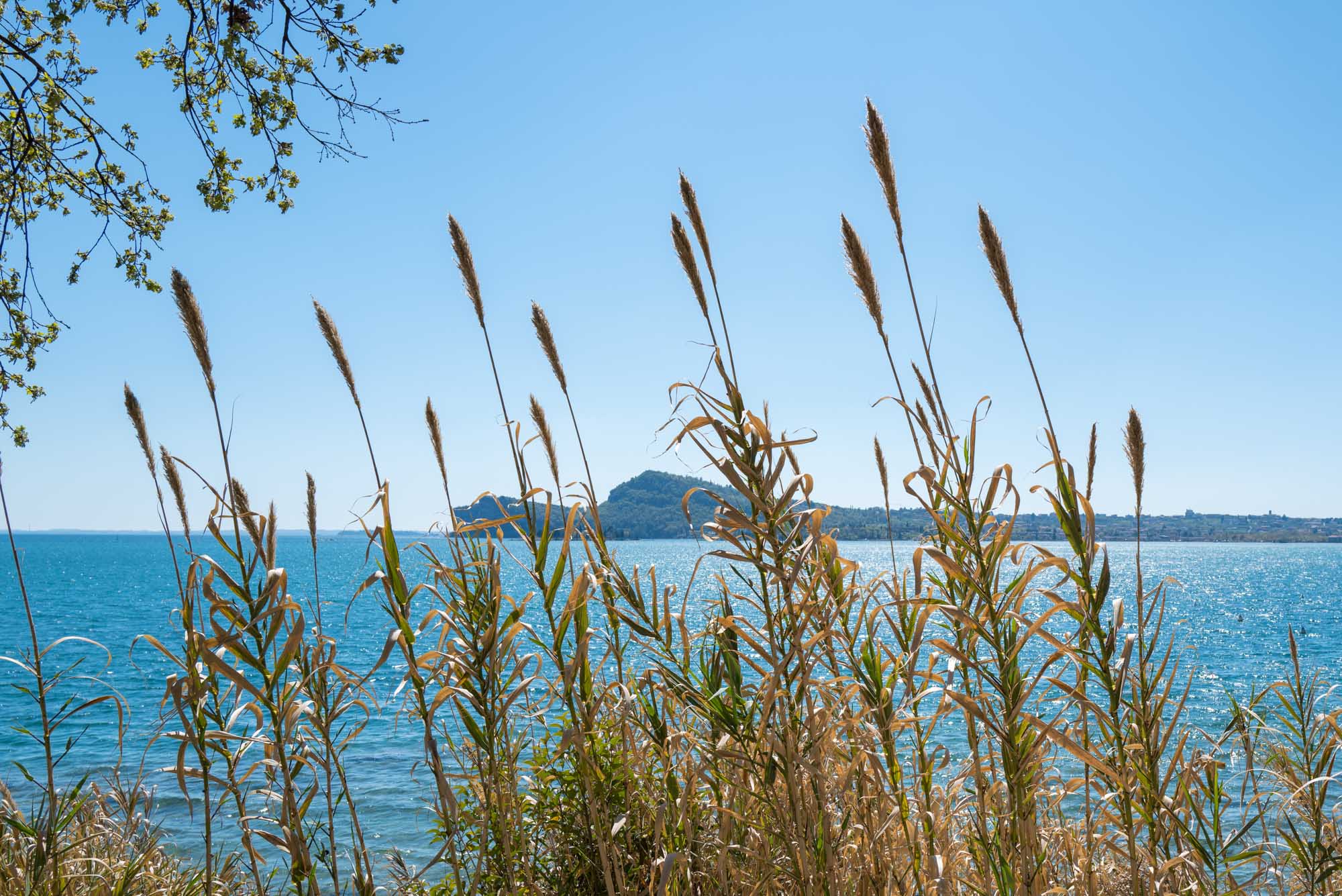 Tall grasses against a clear blue lake, with distant hills under a sunny sky.
