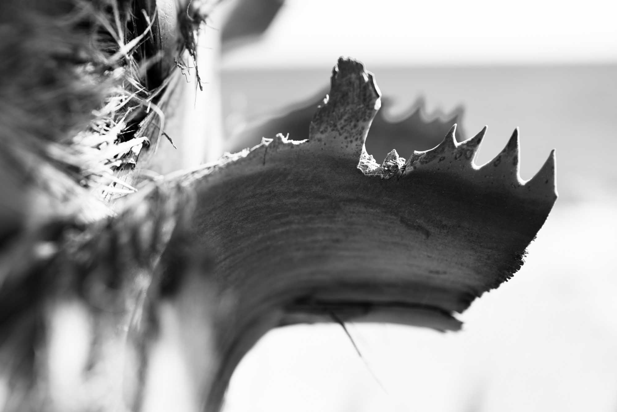 Close-up of a saw-like edge of a palm tree's frond in black and white, showing intricate textures and details.