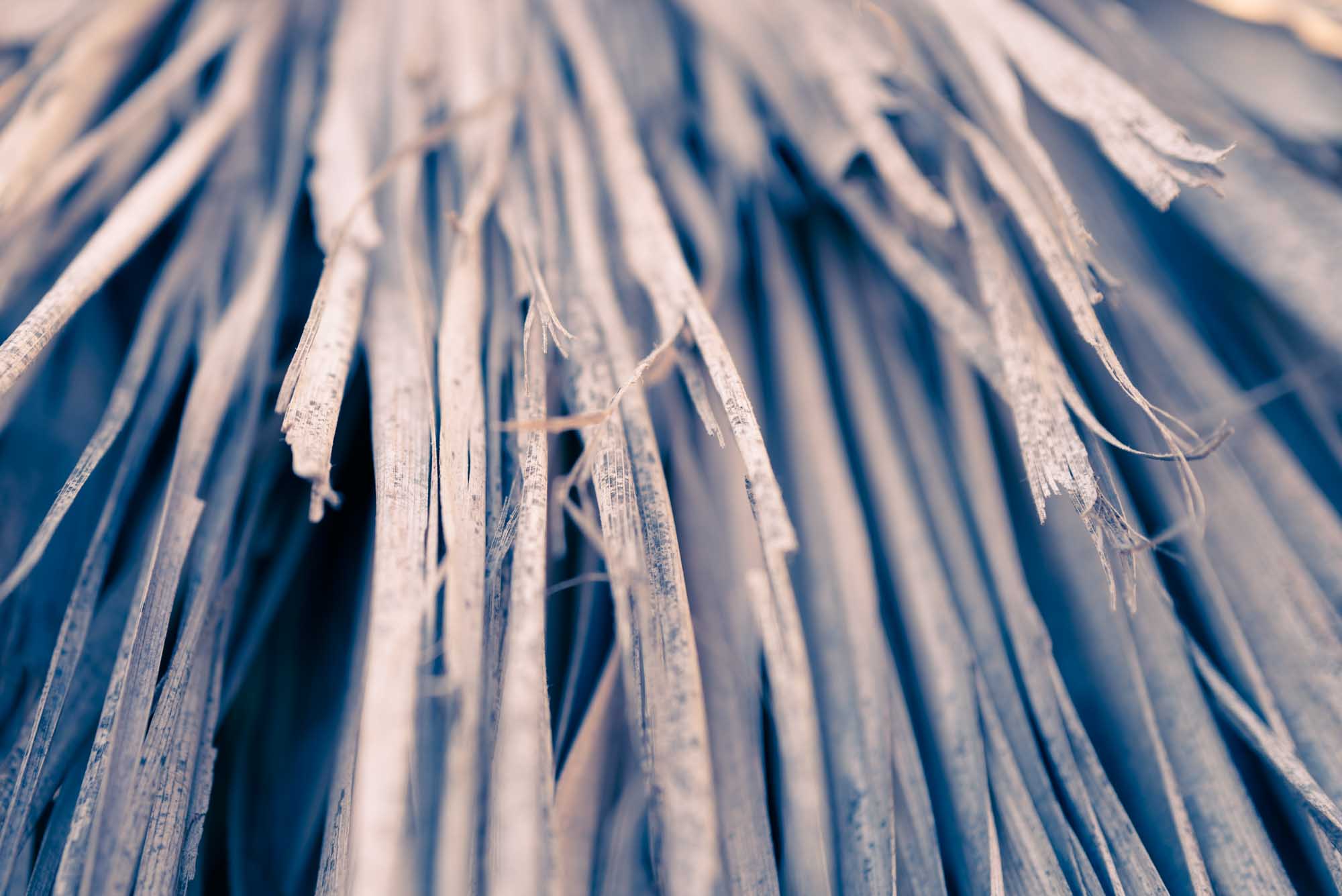 Close-up of frayed, dried plant fibers, creating a textured, natural pattern with a blue tint.