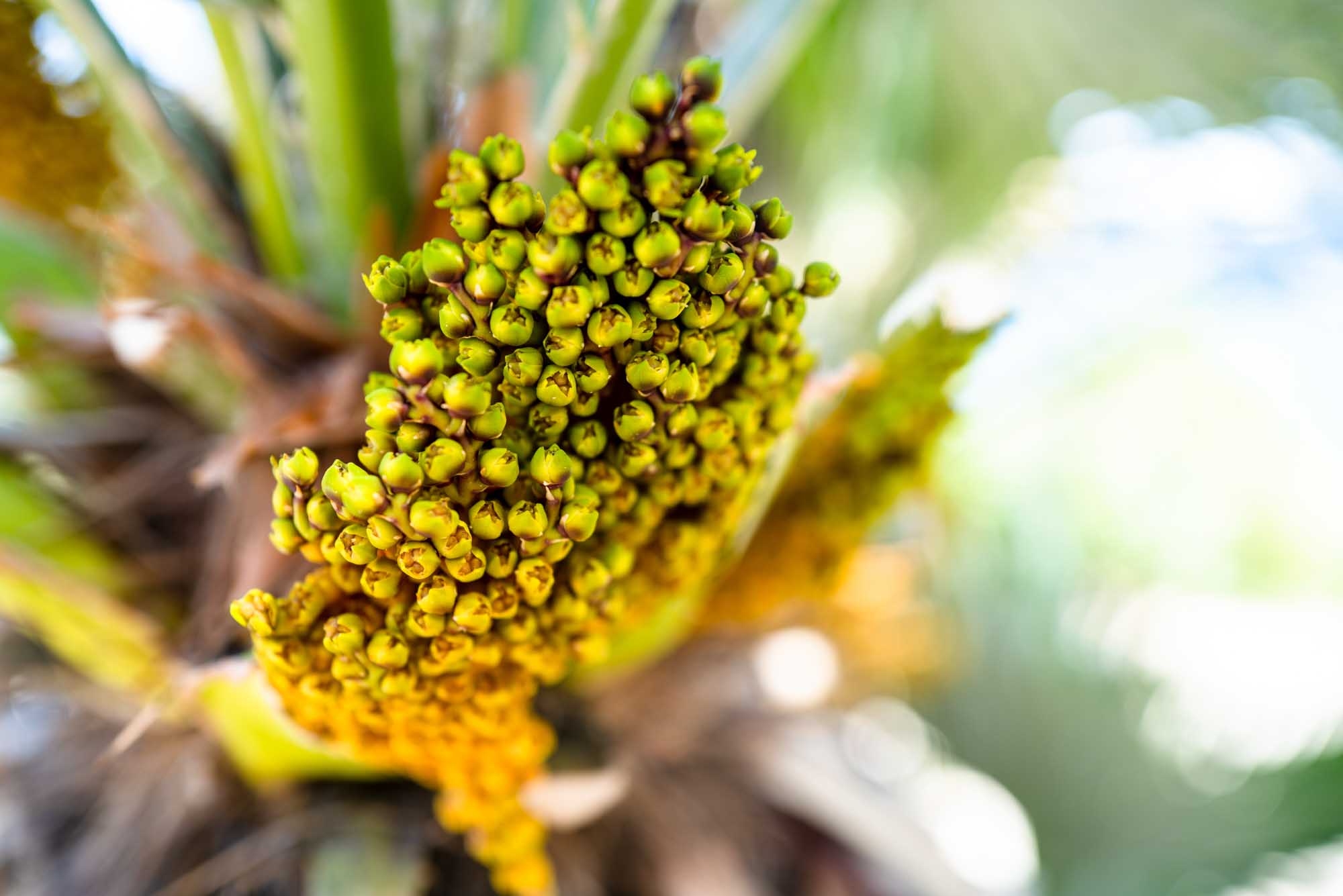 Close-up of vibrant green and yellow palm tree buds clustered on a branch, against a blurred natural background.
