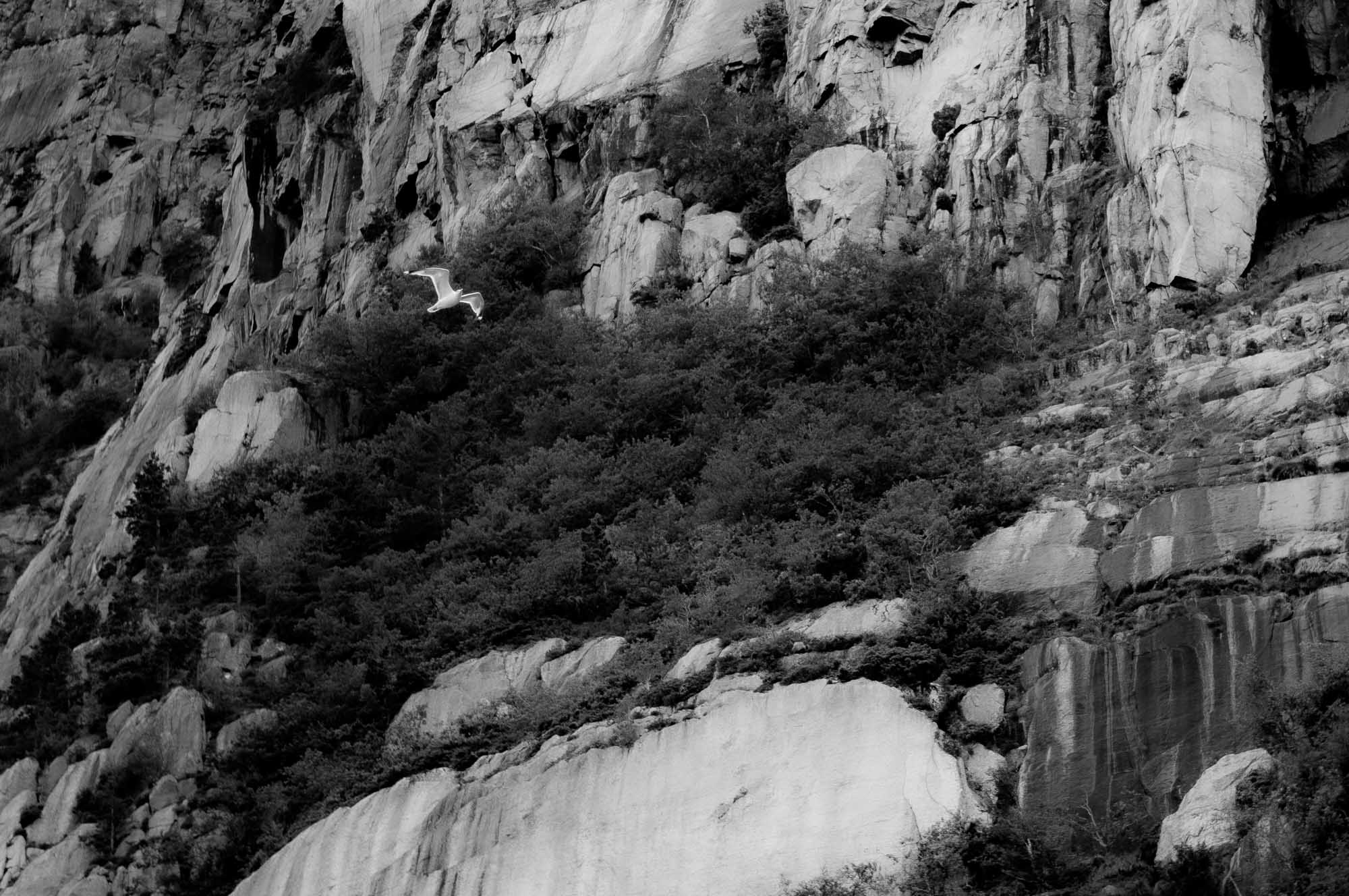 Seagull soaring by a rocky cliff with dense foliage in monochrome, illustrating nature and wildlife.