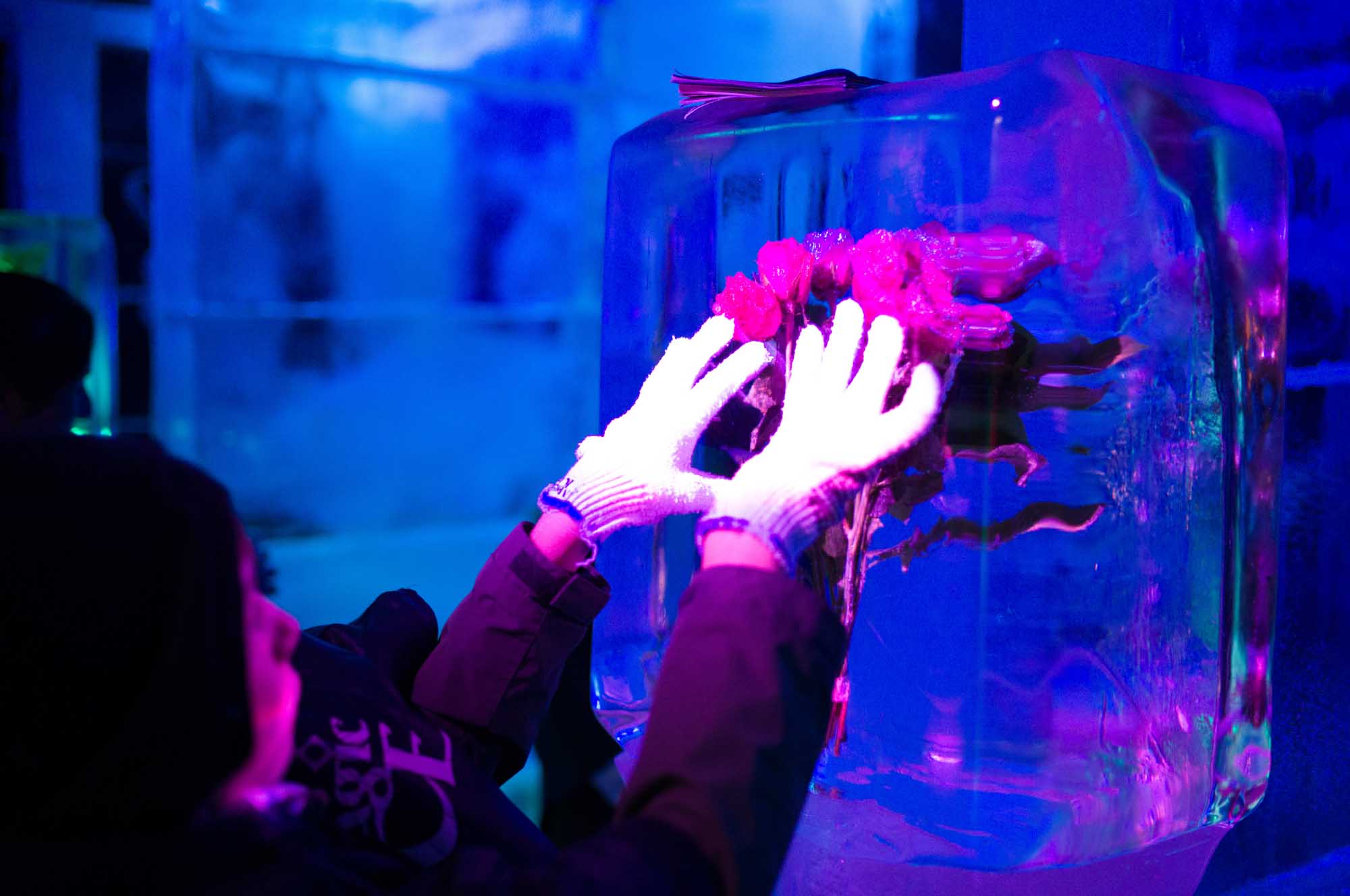 Person in gloves touching roses encased in ice, illuminated by vibrant purple and blue lights.