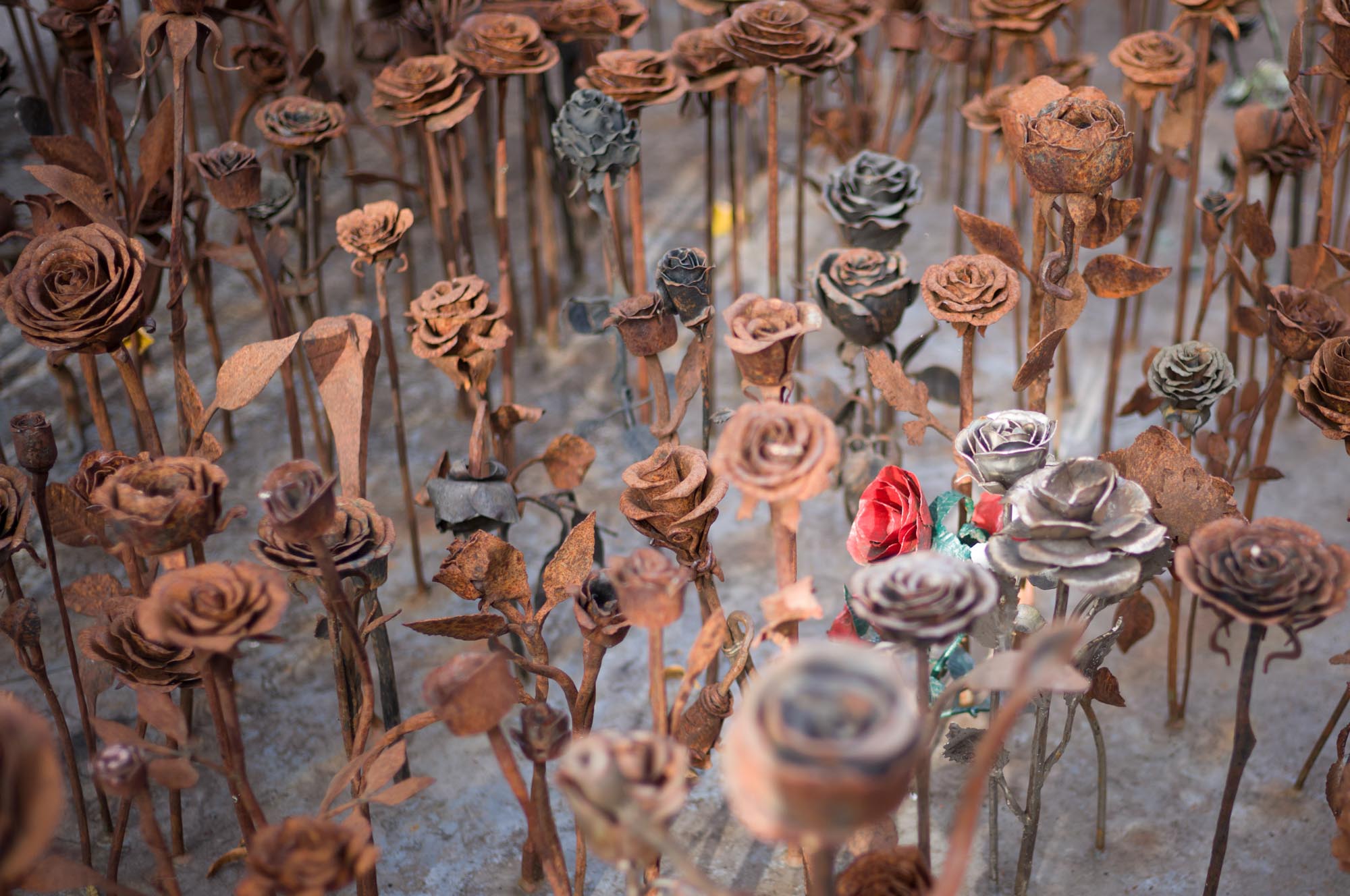 Rusty metal roses with a few colorful ones in a garden, highlighting artistry and contrast.