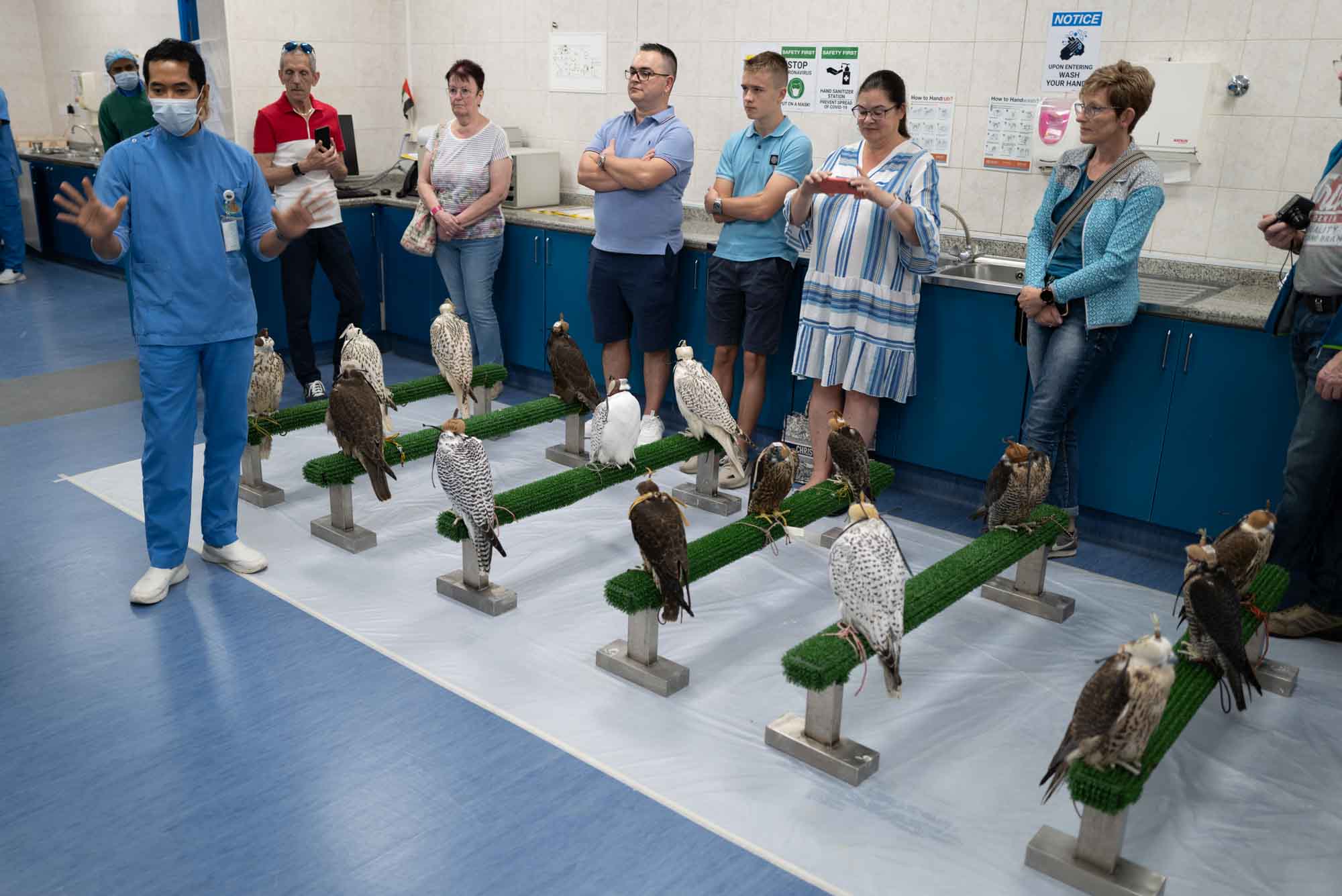 Falcon care demonstration with birds perched, guided by expert in a blue uniform, observed by attentive visitors.