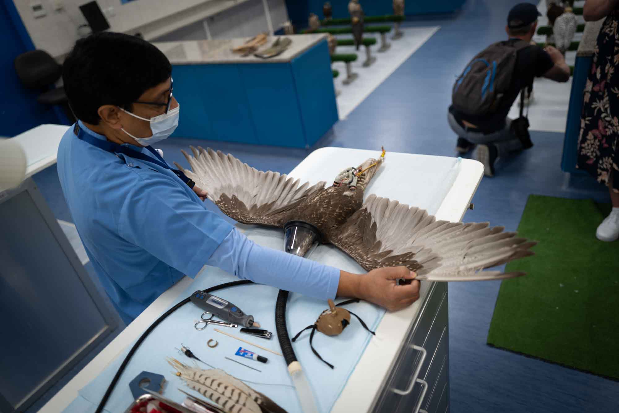 Veterinarian treating an eagle in a clinic, preparing for a medical procedure.