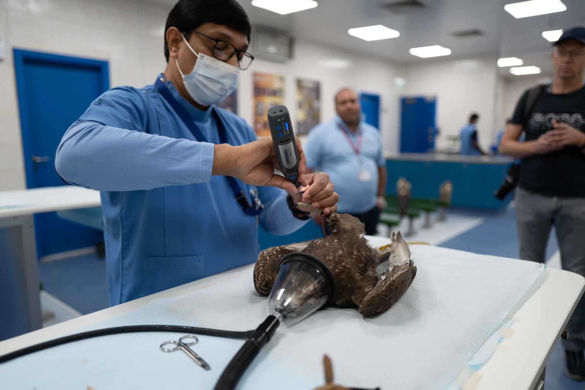 Veterinarian examines a sedated falcon in a clinic setting with specialized equipment.