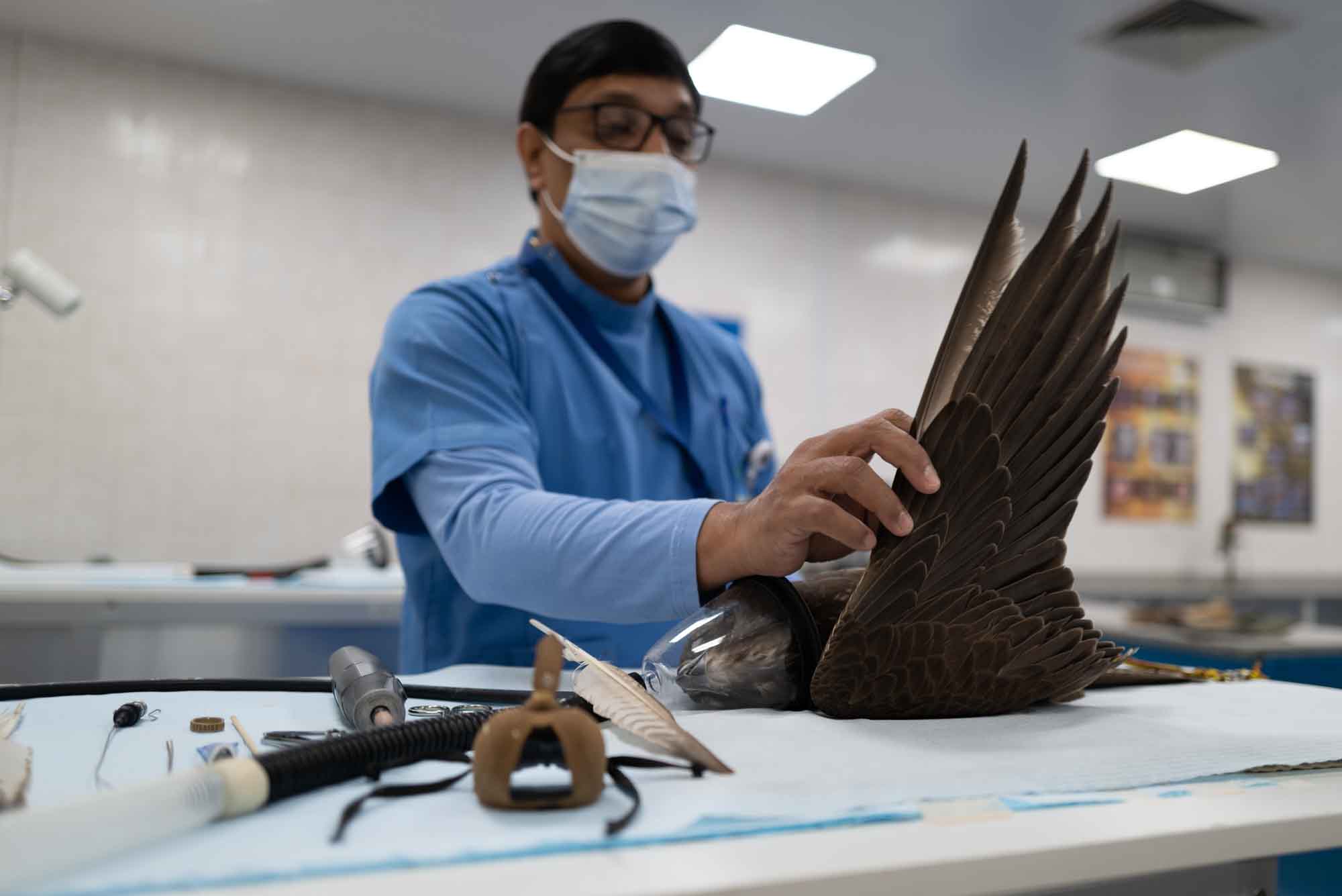 Veterinarian examines a bird's wing in a clinic, surrounded by medical tools.