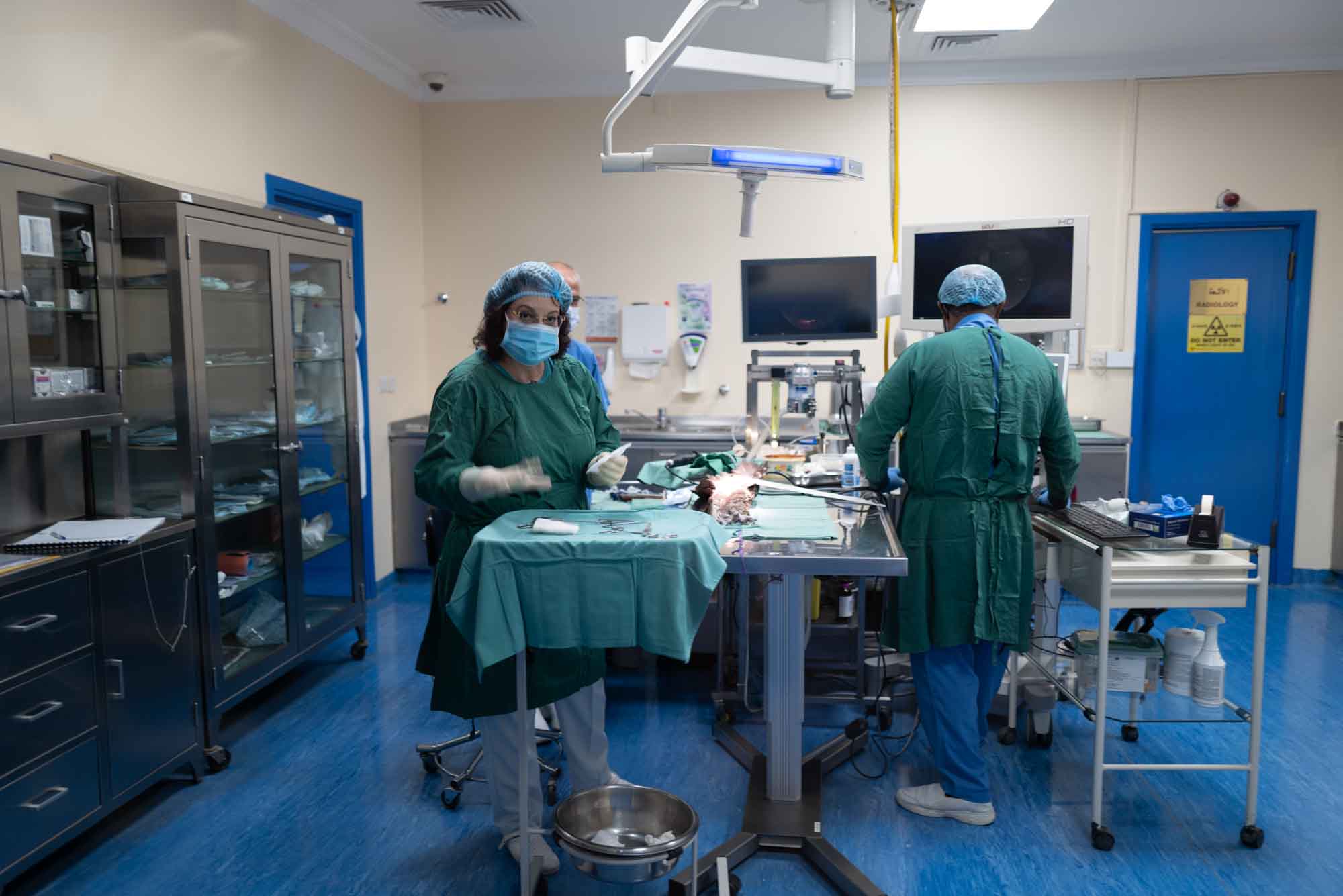 Veterinary surgery in progress with two vets in scrubs and masks, focusing on patient care in a modern clinic.