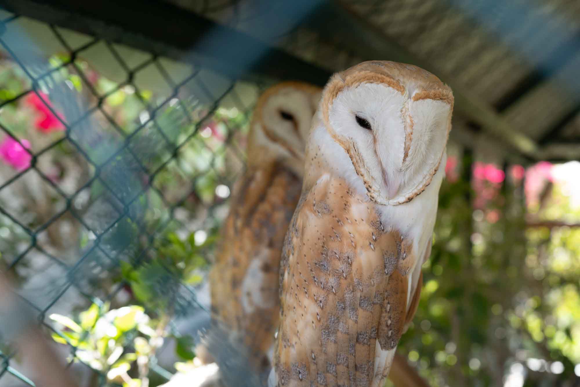Two barn owls resting in a cage surrounded by greenery and sunlight.