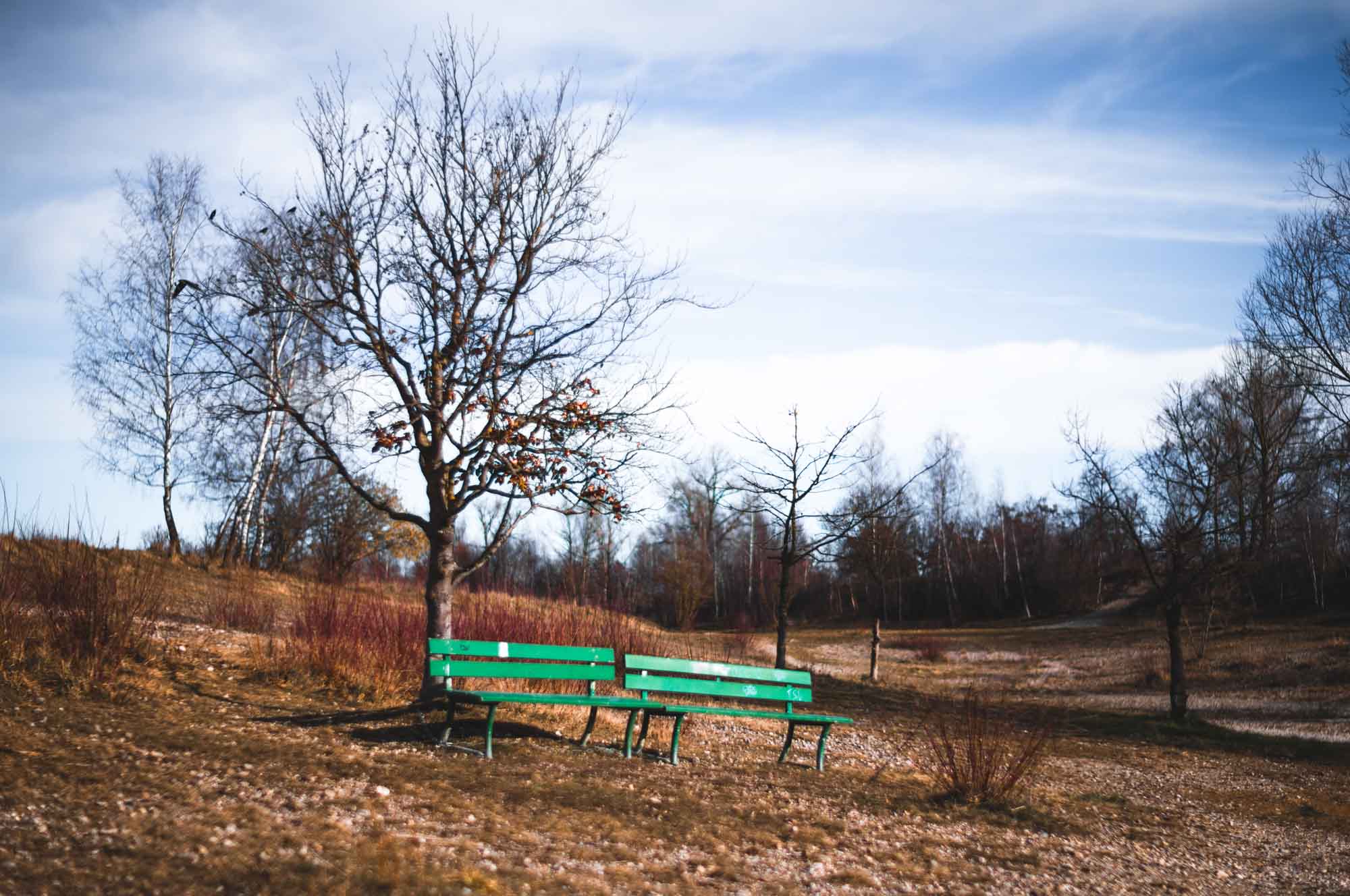 Green bench under bare trees in a peaceful autumn landscape, with blue sky and scattered clouds.