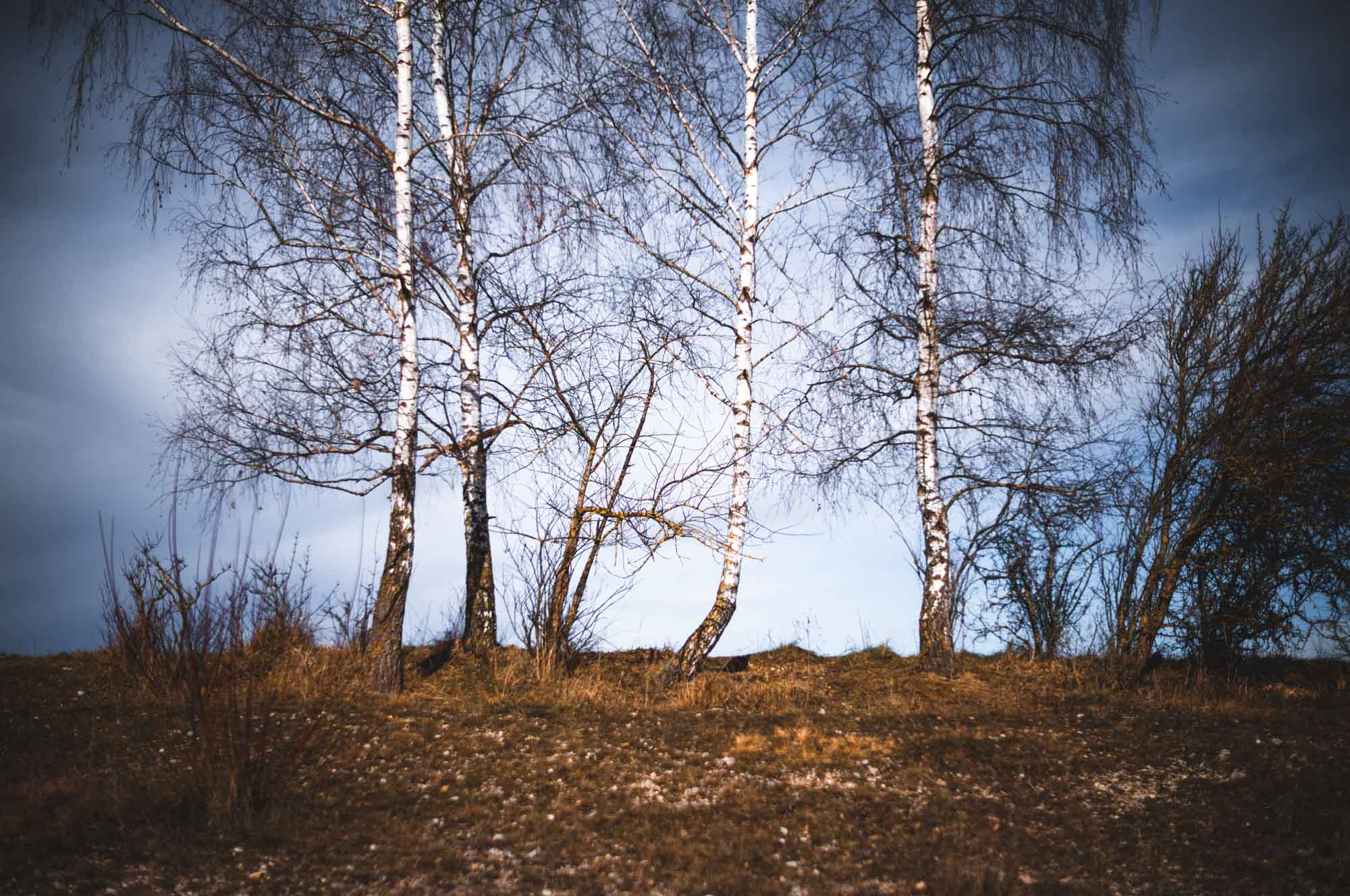 Four leafless birch trees under a clear sky in a winter landscape.