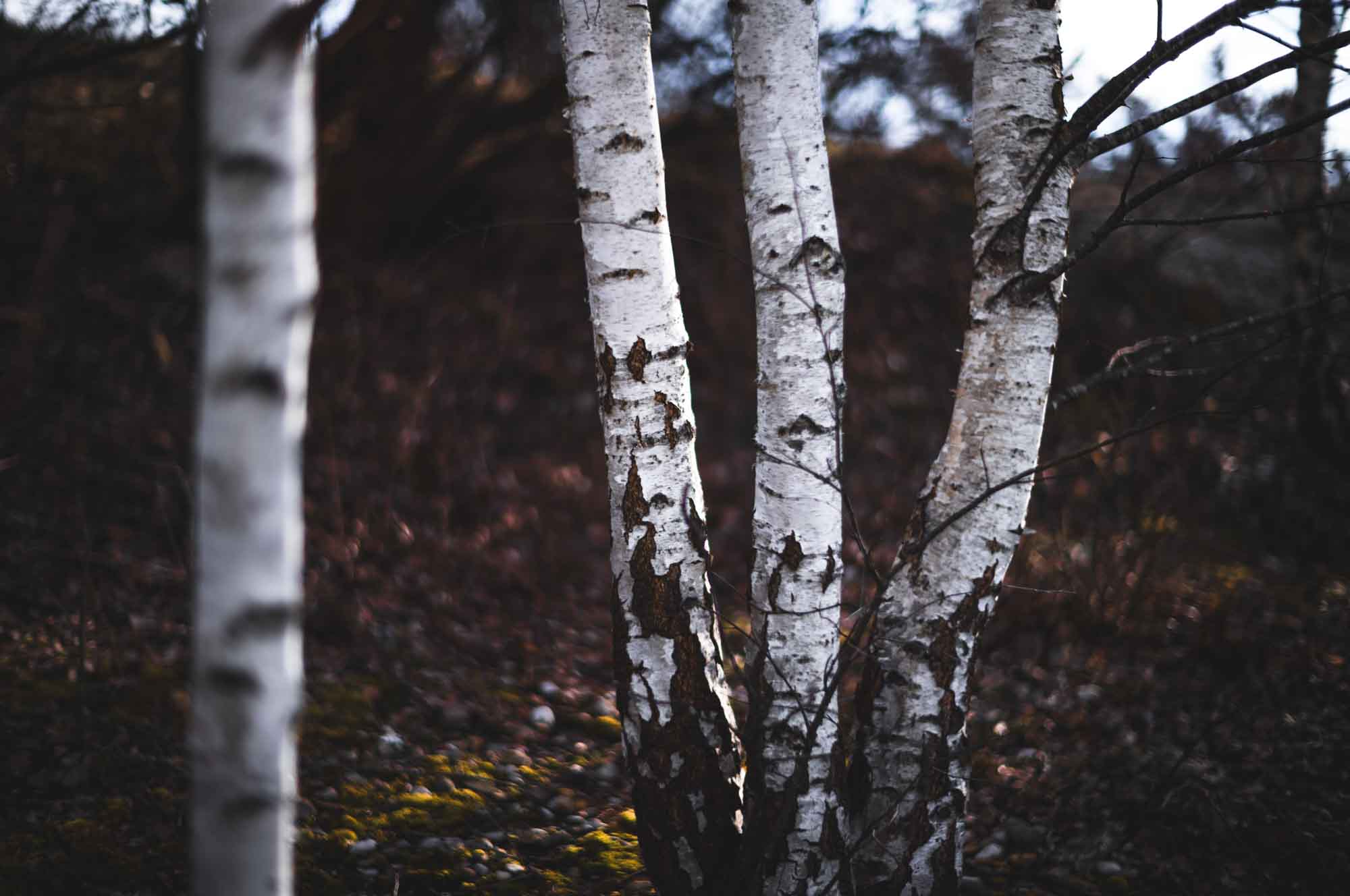 Close-up of birch trees with white bark in a forest setting, creating a natural and serene atmosphere.