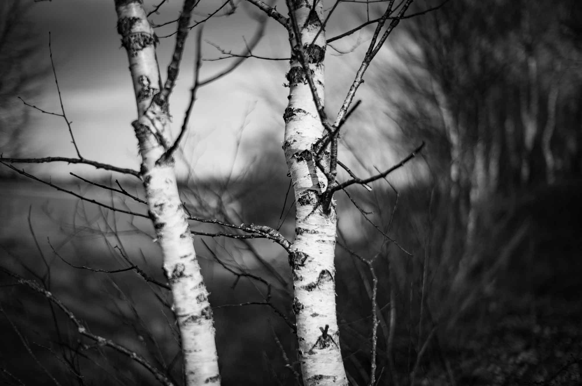 Black and white photo of birch trees in a forest, with a blurred background and striking textures.