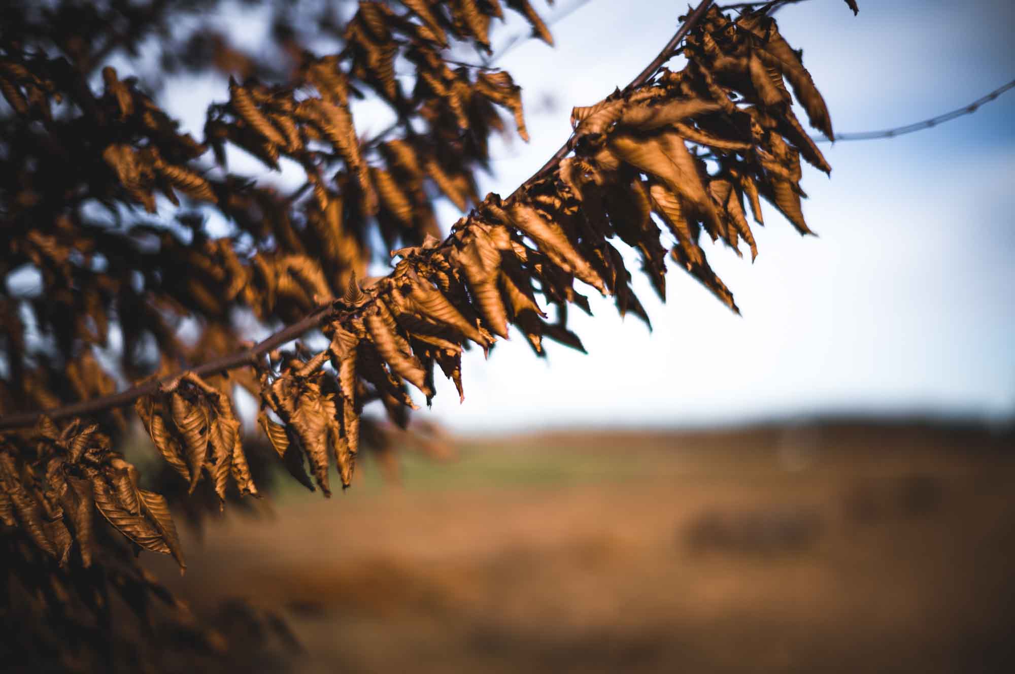 Dry brown leaves on a branch with soft, blurred autumn background.