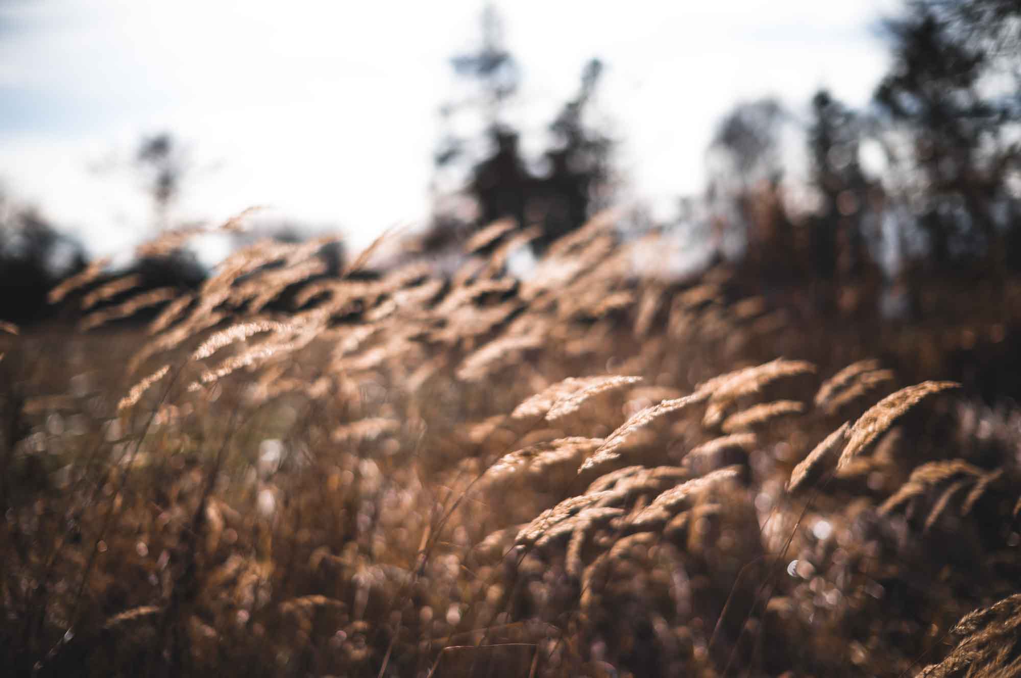 Golden wheat field swaying gently in the sunlight with a blurred background of trees.