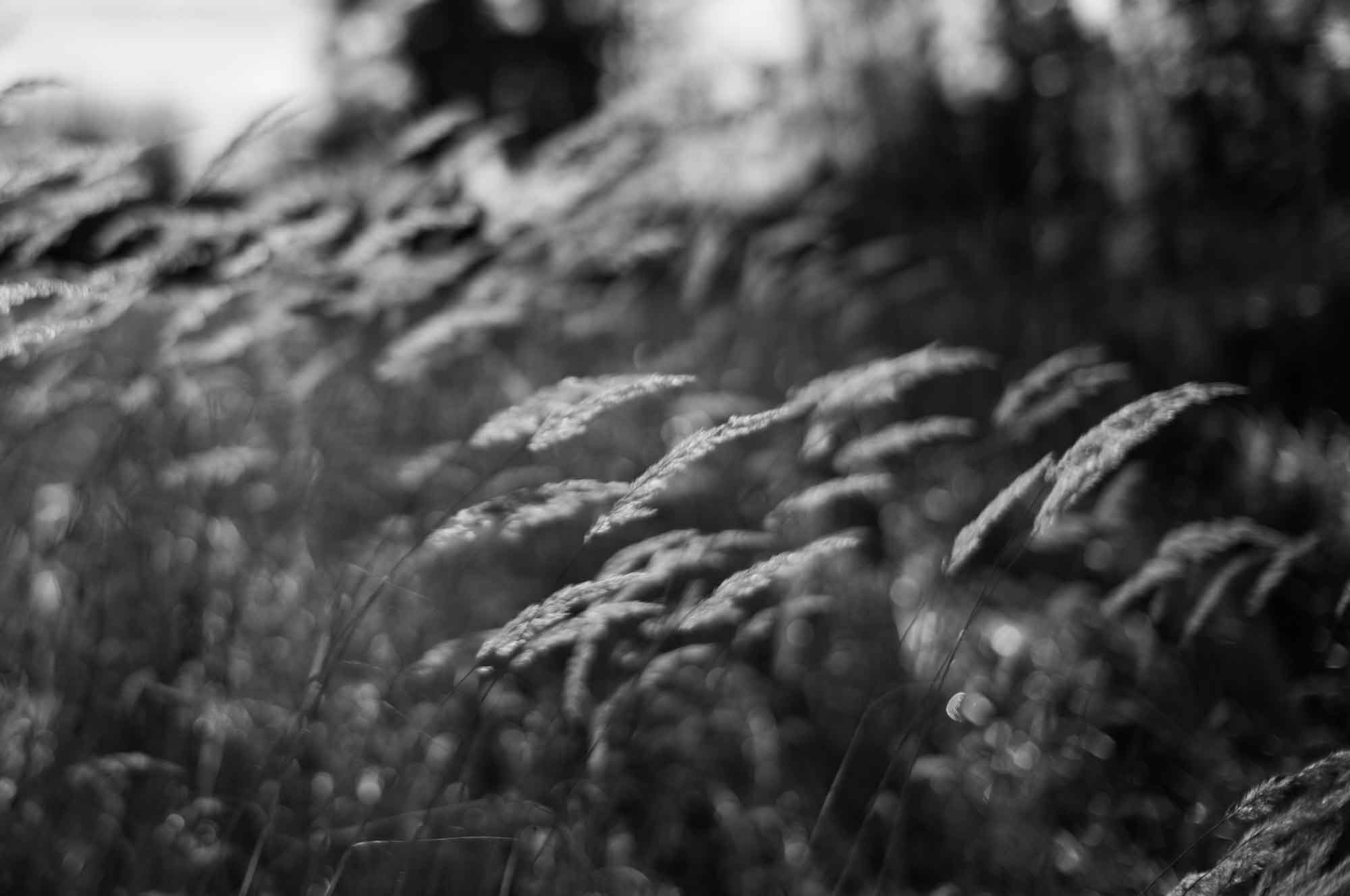 Black and white photo of swaying grass in a field, focused on the texture of the grass blades.