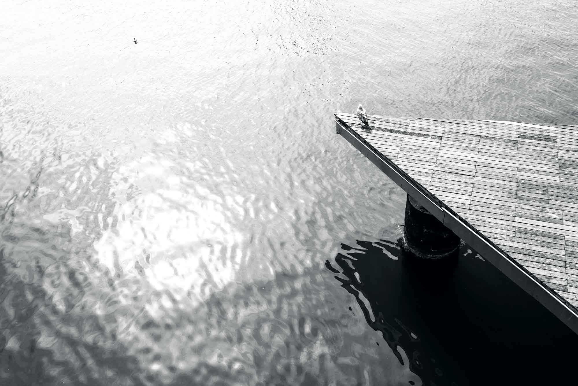 Seagull perched on a wooden pier above shimmering water in monochrome.