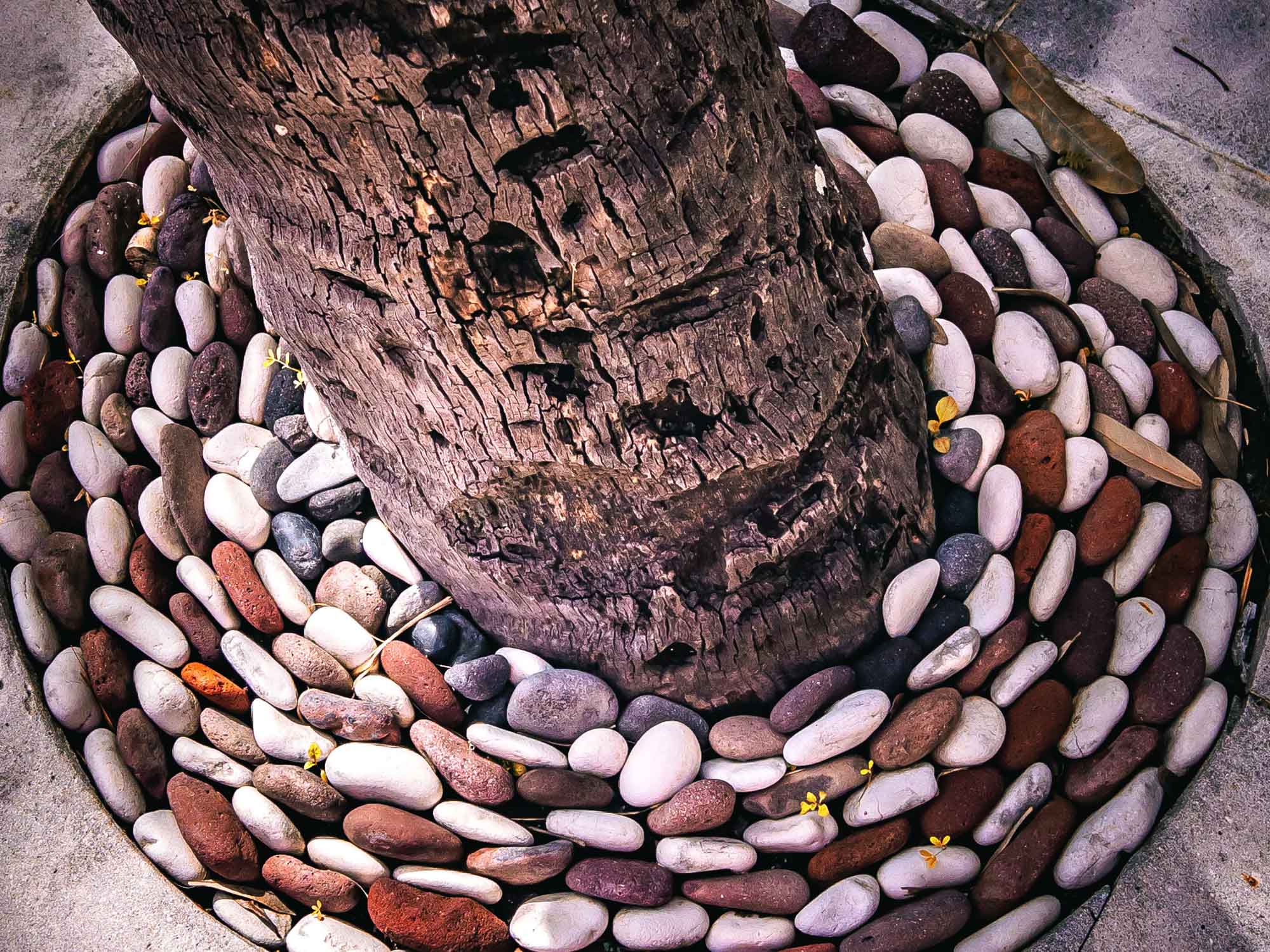 Tree trunk surrounded by smooth, colorful pebbles in a circular pattern on concrete.
