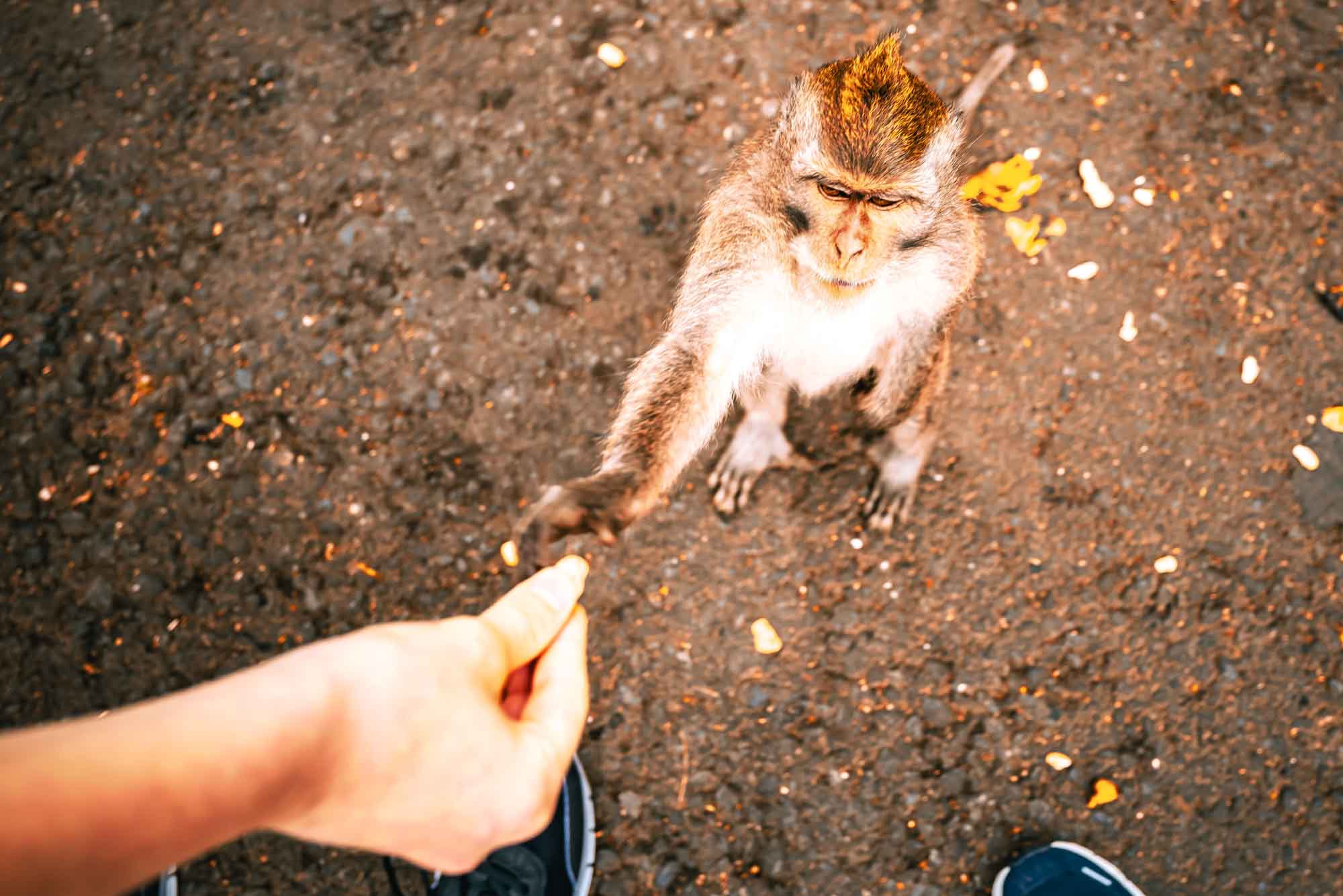 Monkey reaching for food from a person's hand on a dirt ground.