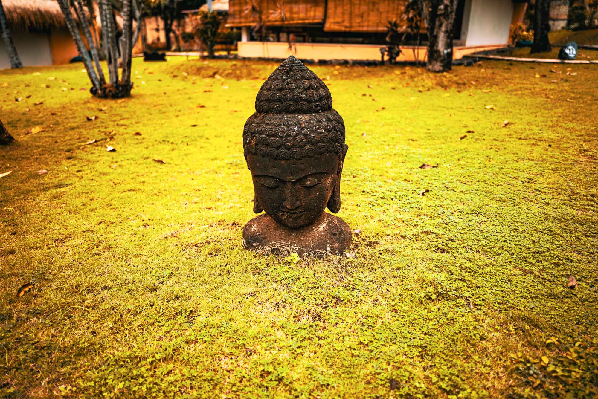 Buddha head statue in serene garden setting, surrounded by lush grass and trees, conveying peace and tranquility.
