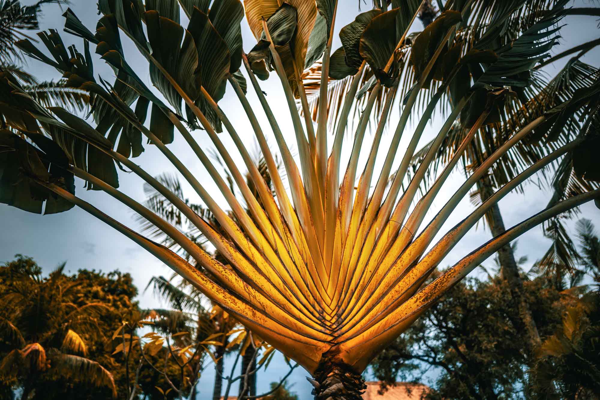 Sunlit fan palm tree against a vibrant sky, highlighting its unique leaf patterns and tropical setting.