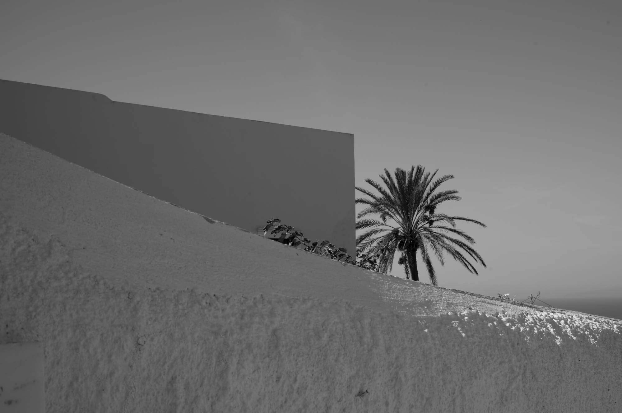 Black and white image of a palm tree beside modern architecture under a clear sky.