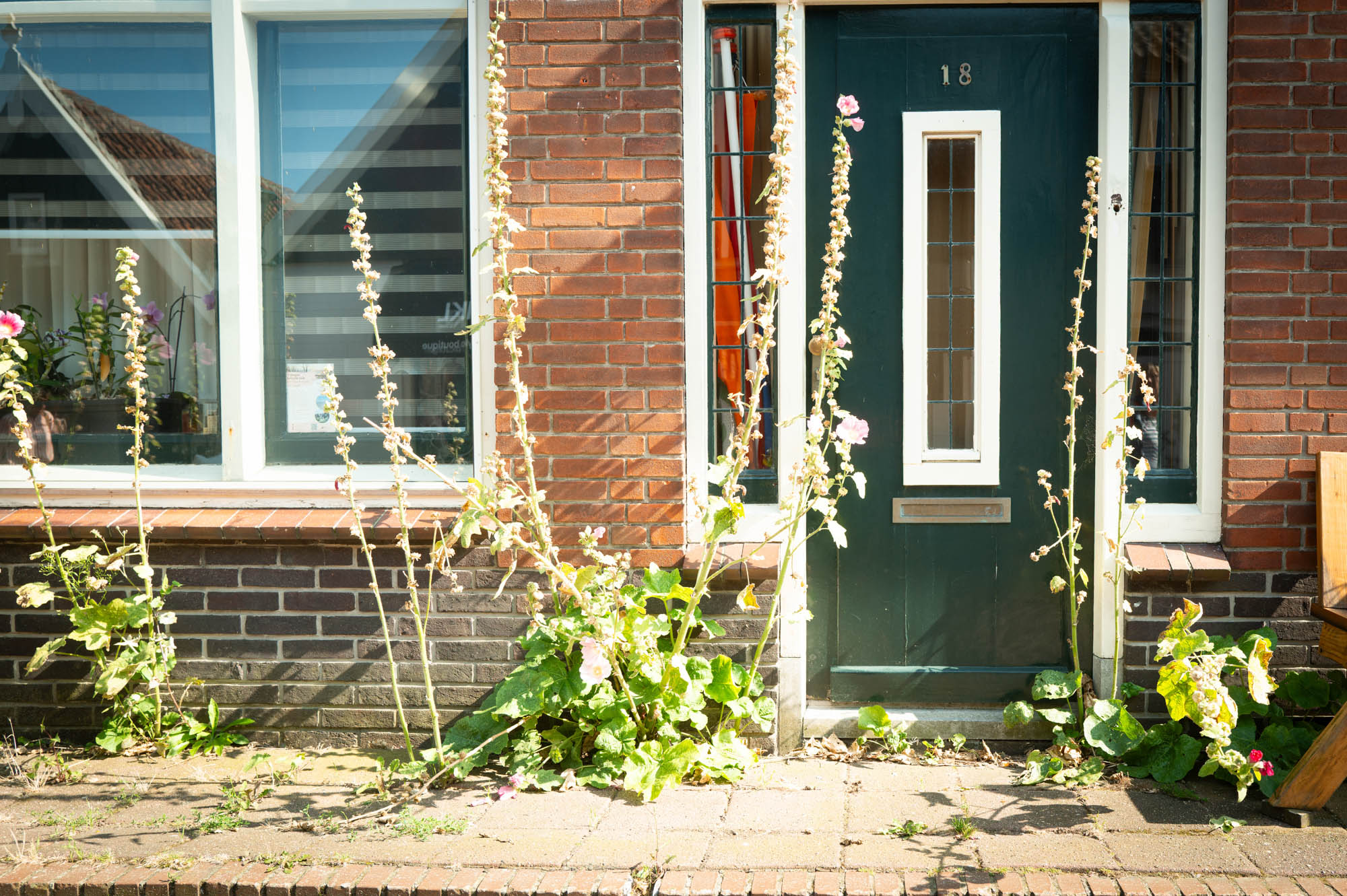 Front door with green paint and tall flowering plants by a red brick wall, bright sunlight casting shadows.