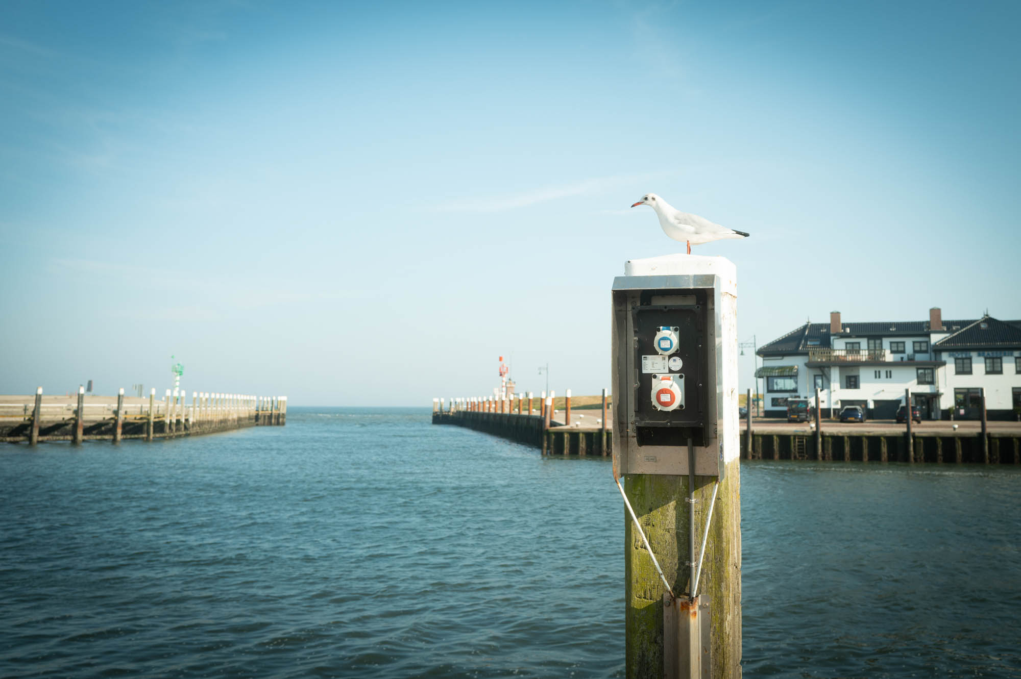 Seagull perched on a pier post near water, buildings and docks in the background under a clear blue sky.