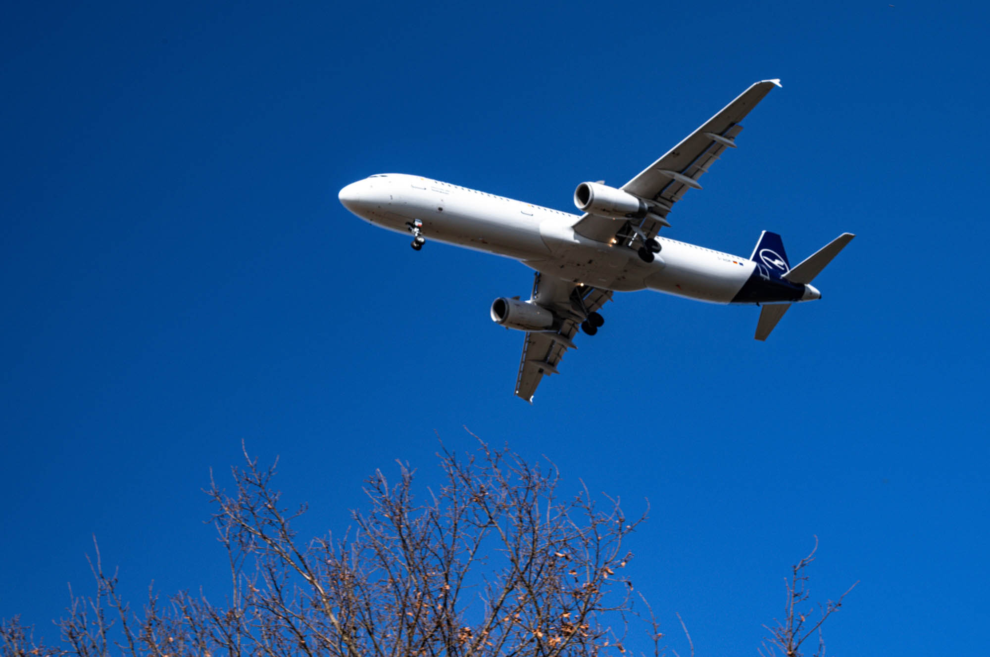 Airplane flying low with blue sky background, viewed from below a tree with bare branches.