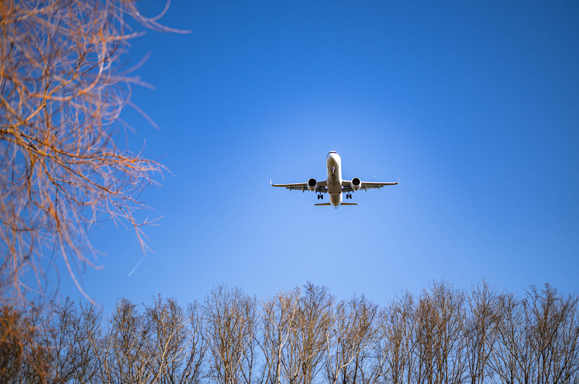 Airplane flying over trees against clear blue sky, with wispy branches in view.